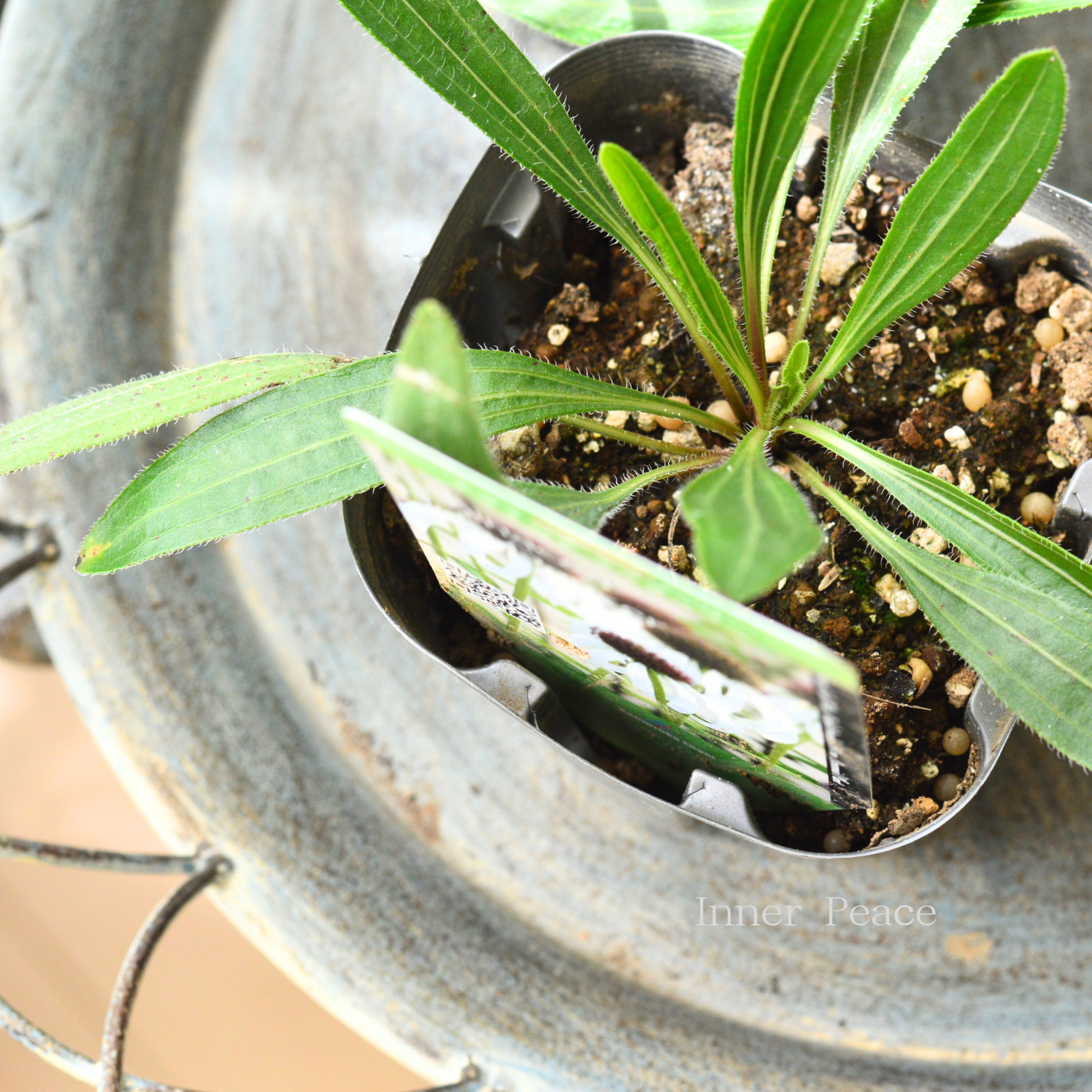 【暑さ寒さに強い】 エキナセア　『パリダ　フラダンサー』植え込み用　  3.5寸POT