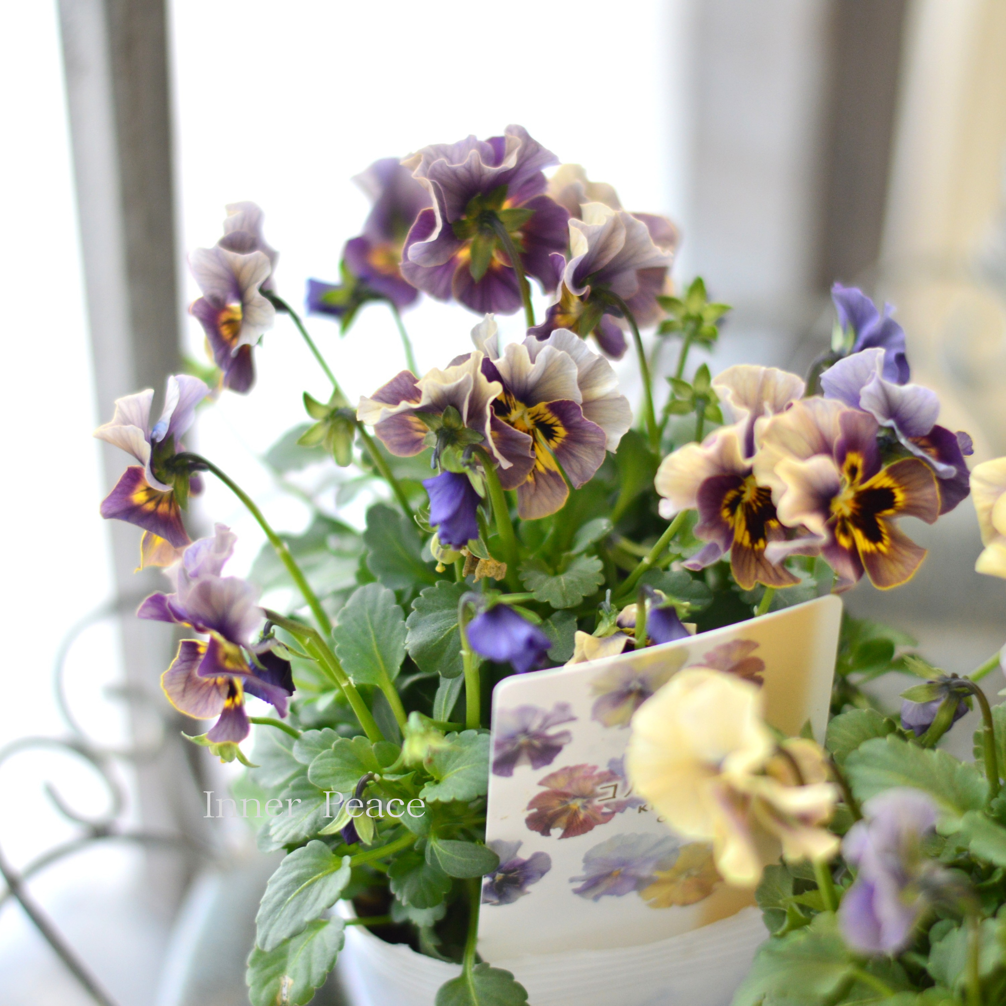 【ステキ】 北島園芸さんのビオラ　『コルティルーチェ・シック系』　3.5寸POT