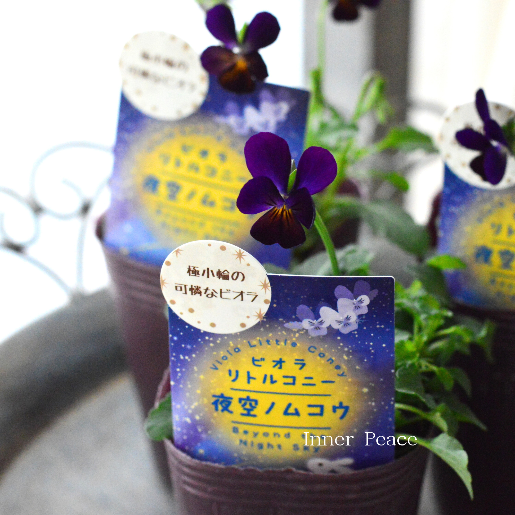 【素敵色】 ビオラ　『リトルコニー・夜空ノムコウ』　2.5寸ロングPOT