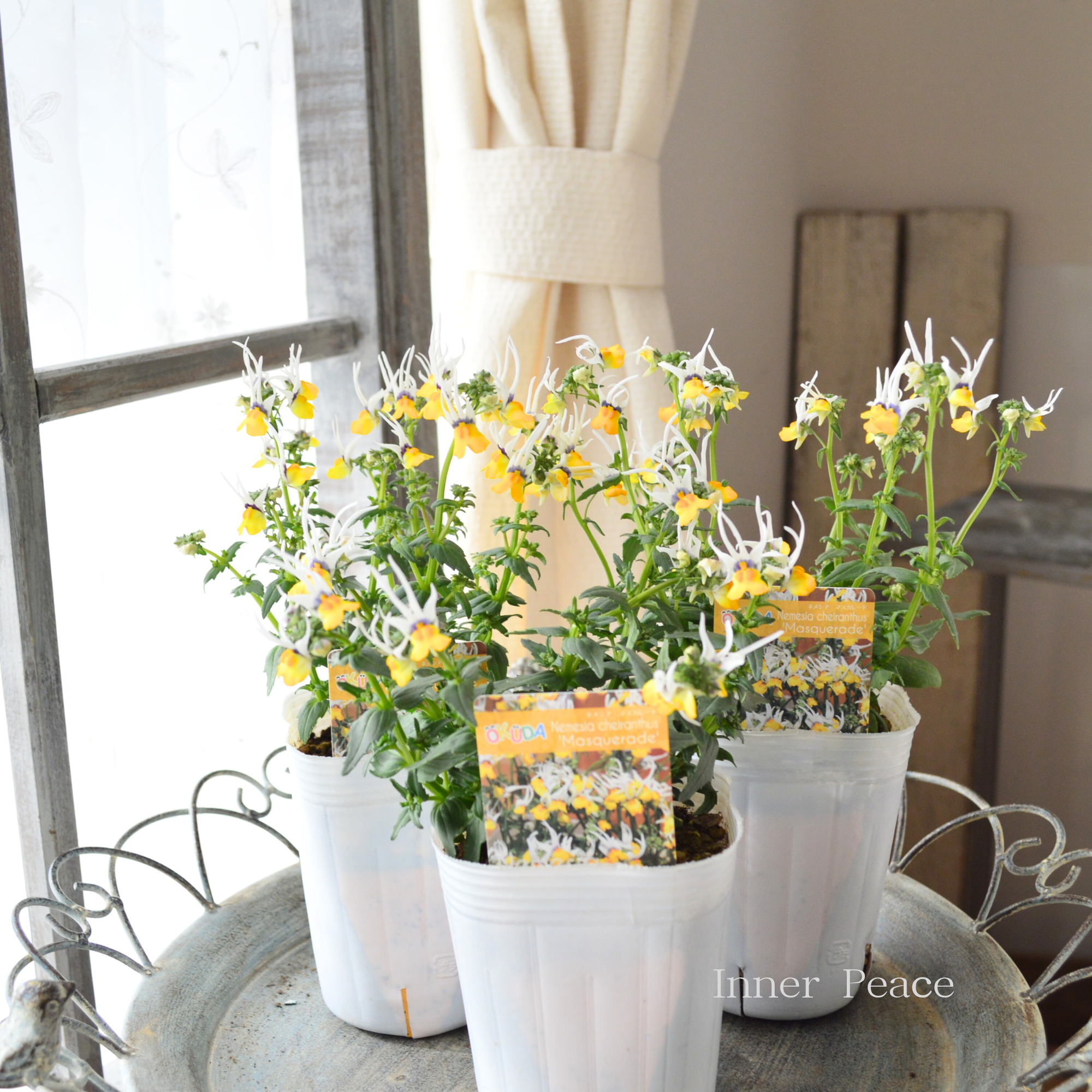 【個性的】 ネメシア　『マスカレード』　　3寸ロングPOT