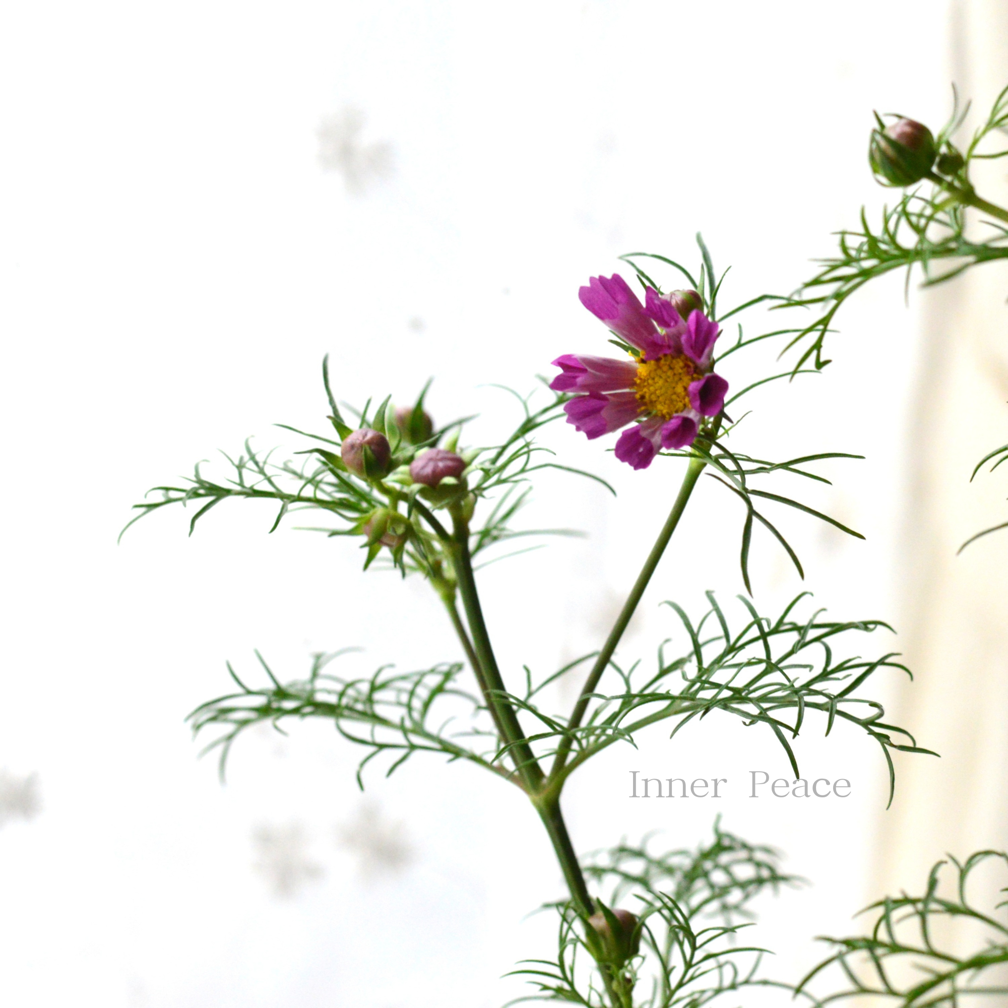 【人気】 コスモス　『シーシェル』　　3寸ロングPOT