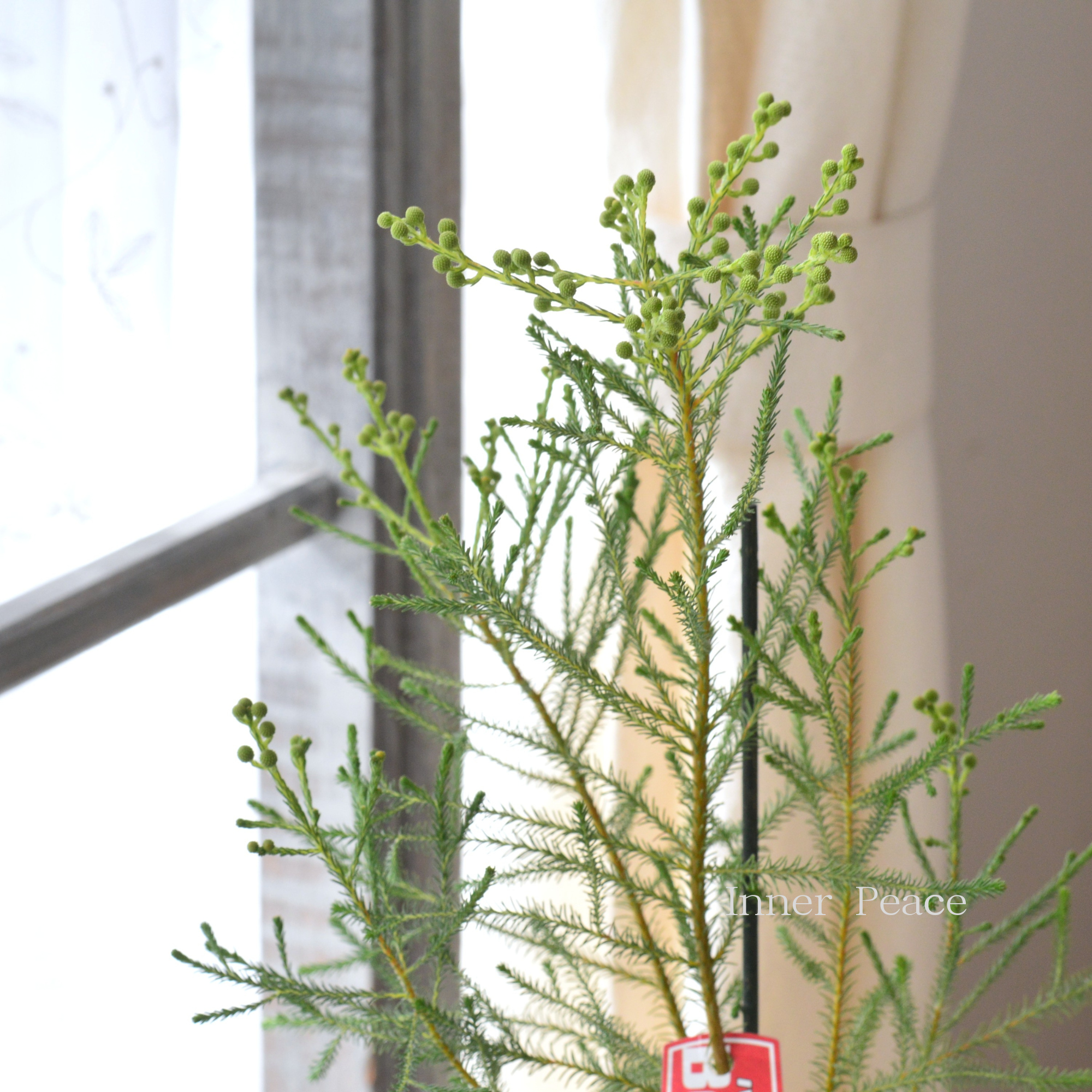 【個性的】 バーゼリア（ベルセリア）　『ピッコロ』　      3寸POT