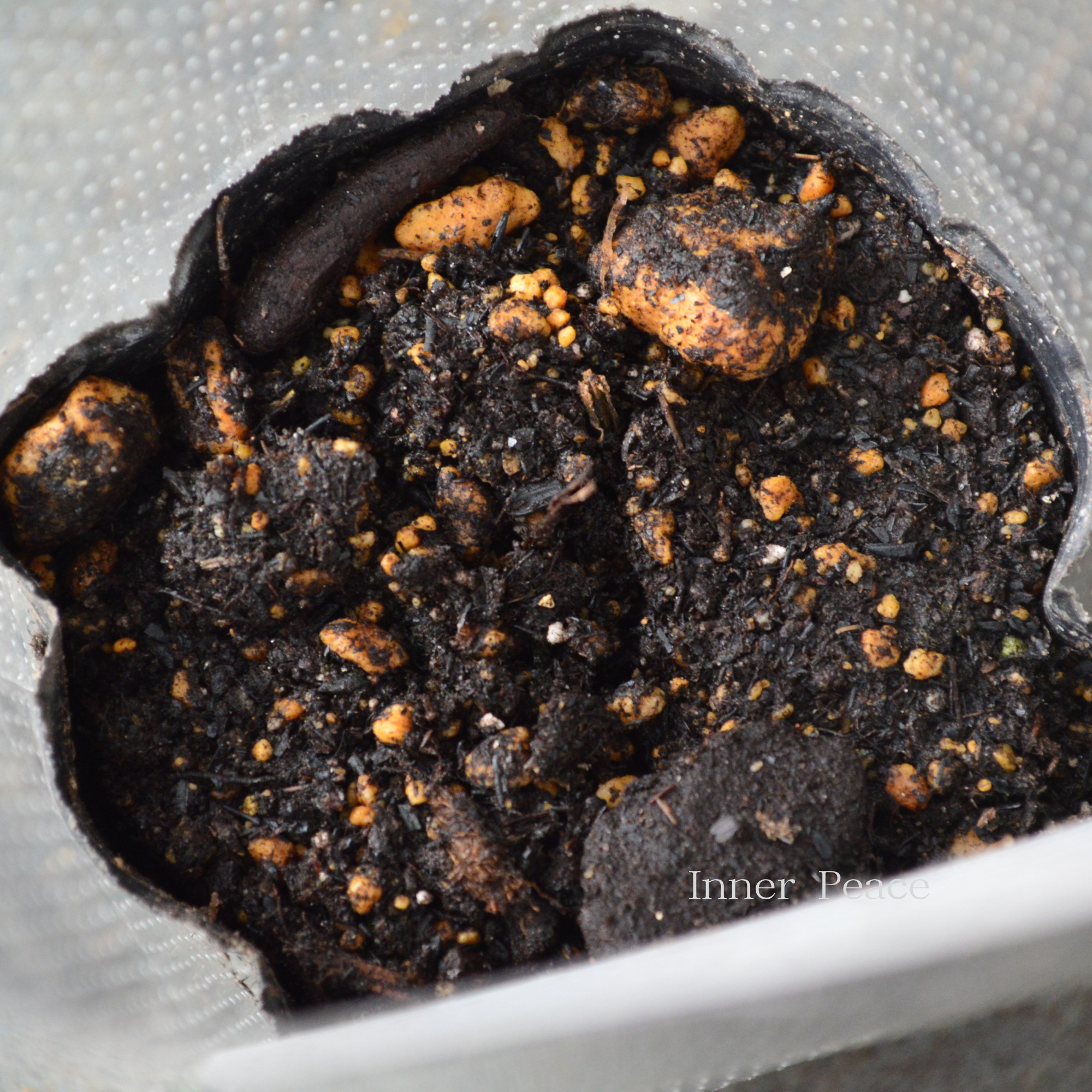 【春日井園芸センター】 クレマチス  ヴィオルナ系 『天使の首飾り』　　3寸POT