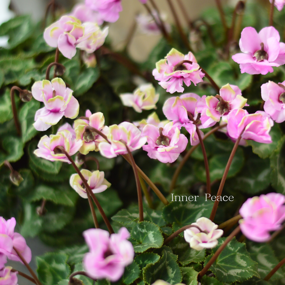 八重咲き】 シクラメン 『グリーンティアラ・ピンク系』 3寸硬質POT