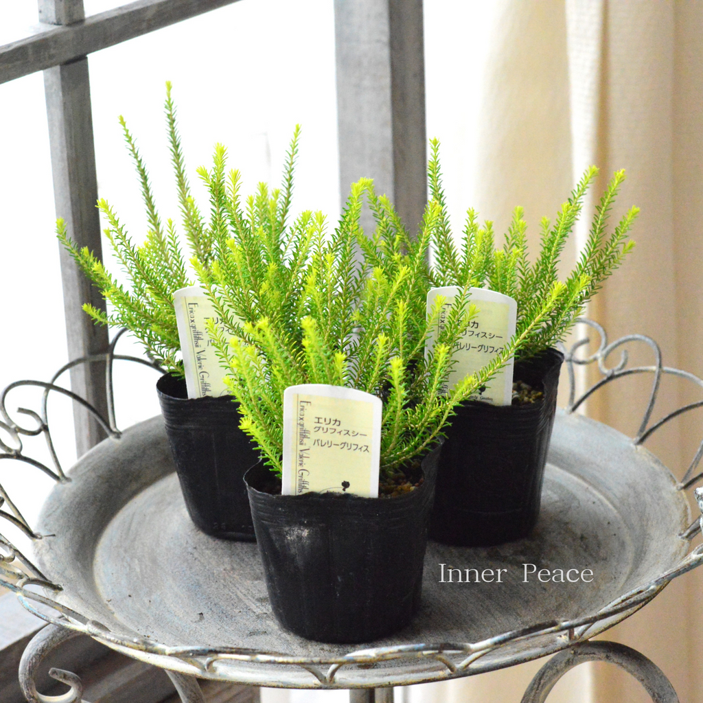 カラーリーフ】 エリカ グリフィスシー 『バレリーグリフィス』 3寸POT