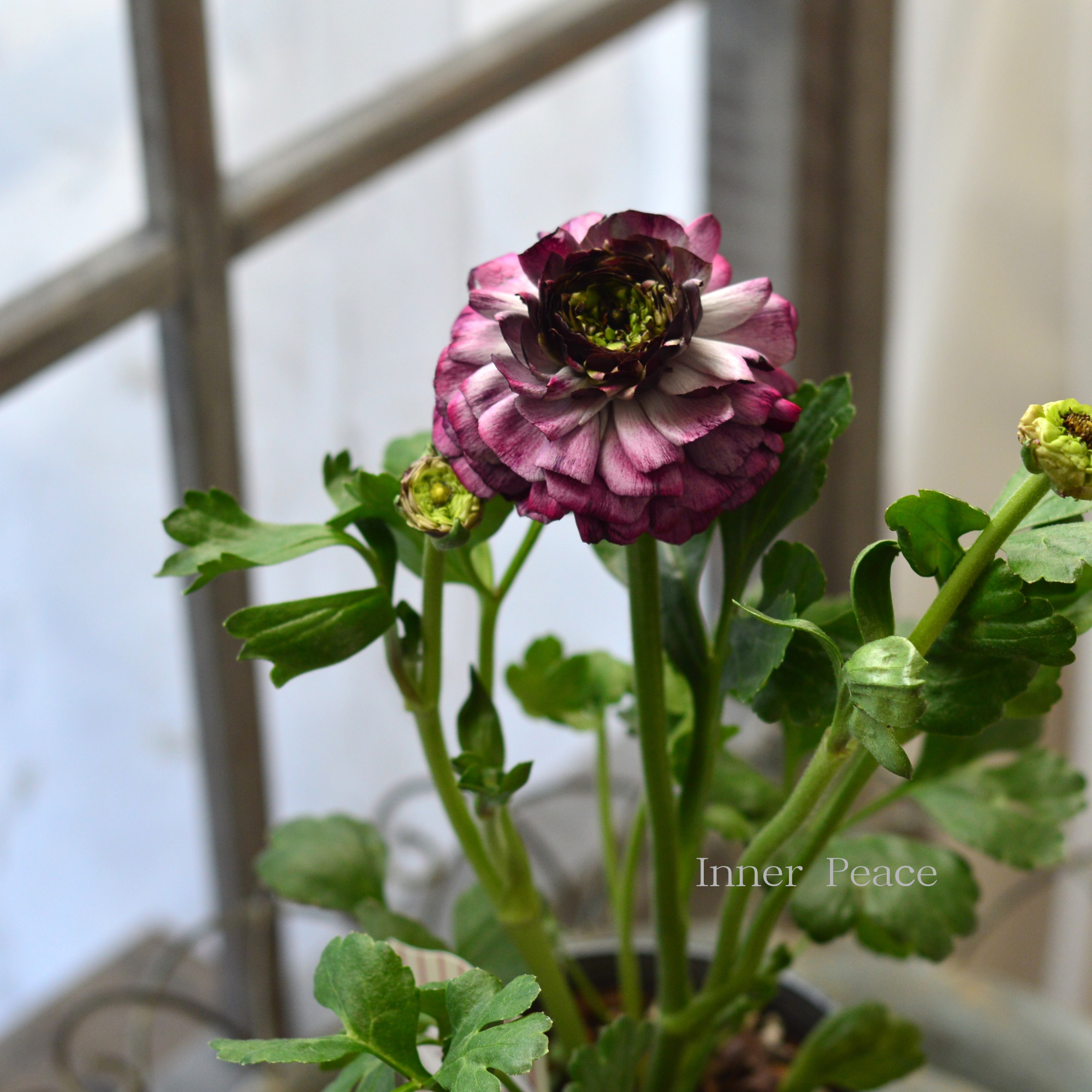 【豪華】 ラナンキュラス （ミックス）『パープルレッド系』　3.5寸ロングPOT