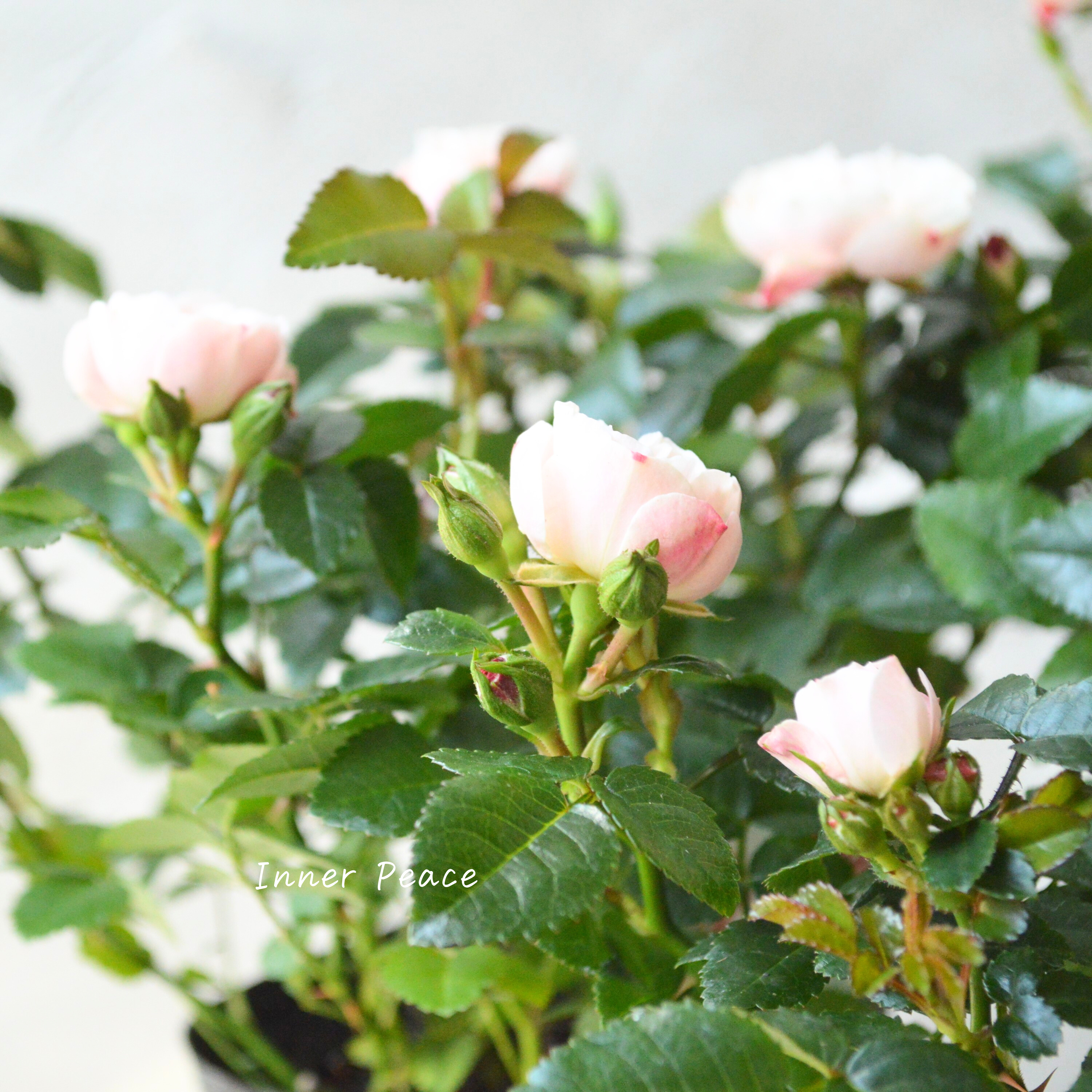 【美しい】 ミニ薔薇  『グリーンアイス』  3寸POT