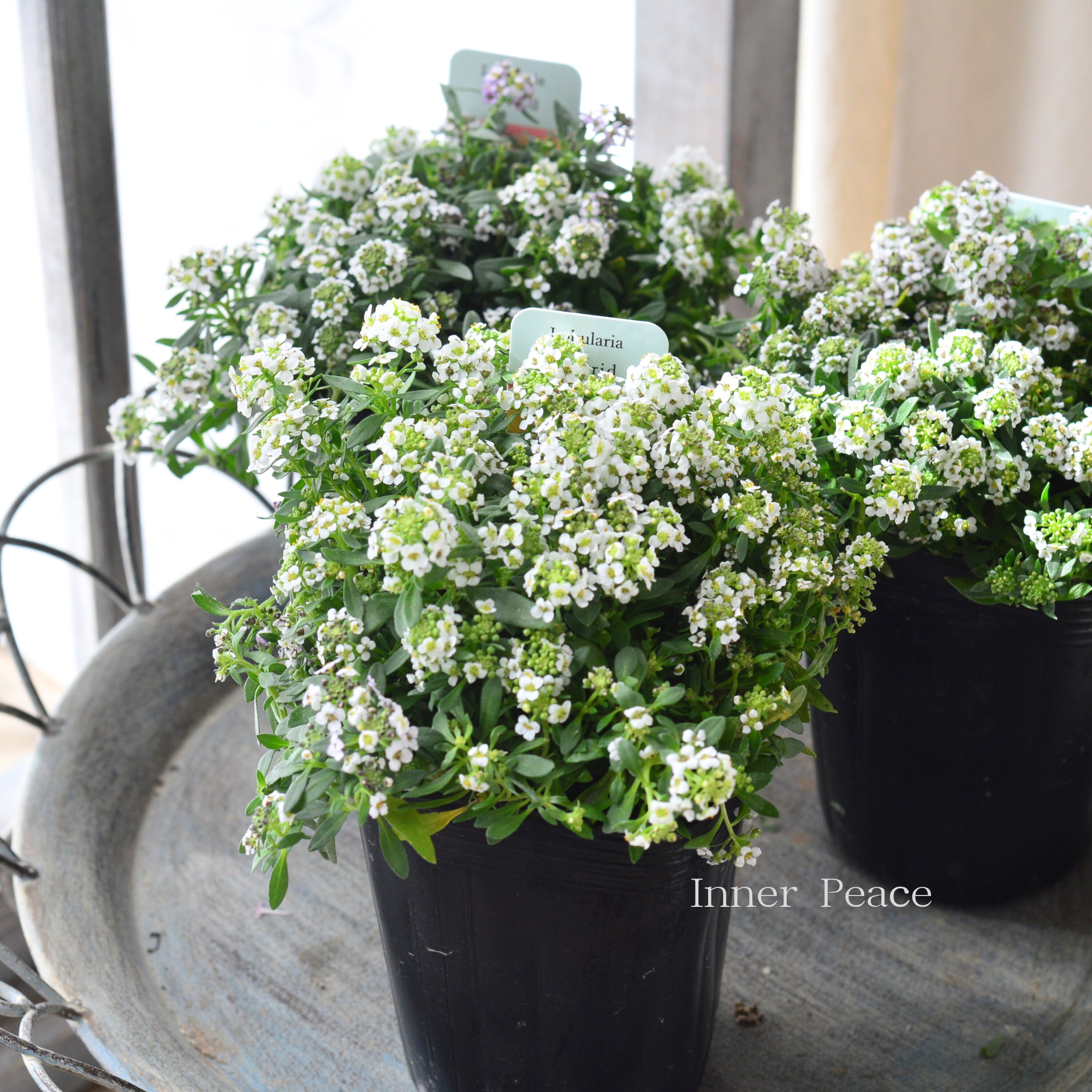 【３本植え】 スイートアリッサム　『ホワイト』　３寸POT