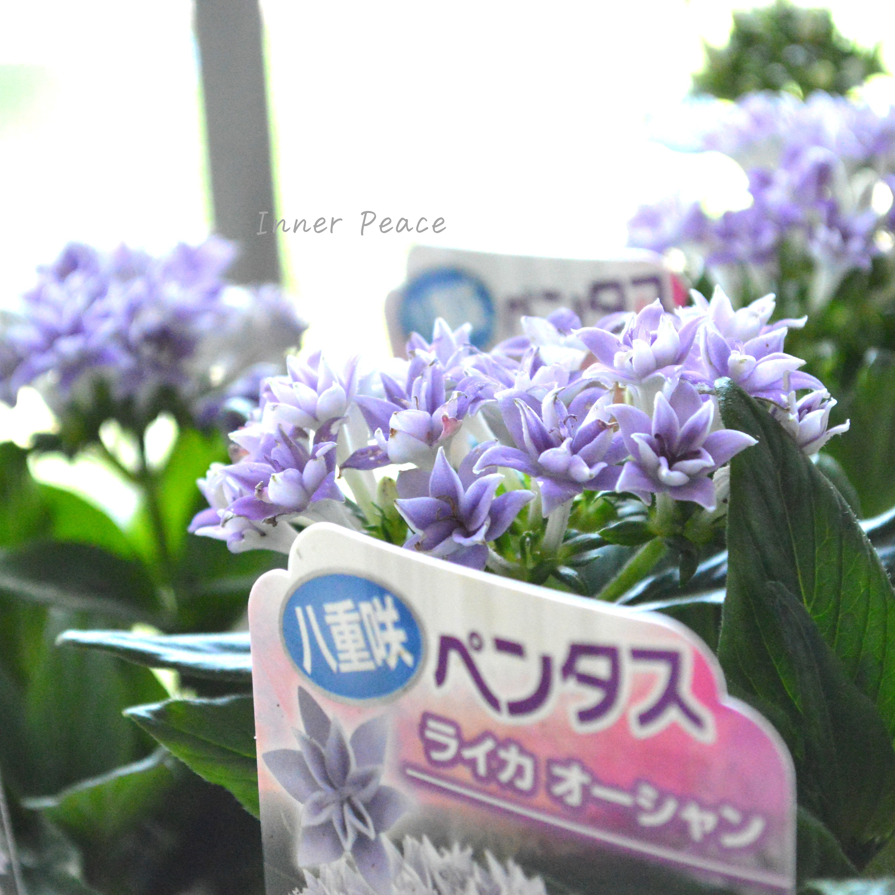 【暑さに強い】 八重咲きペンタス 『ライカ・オーシャン』　3.5寸POT