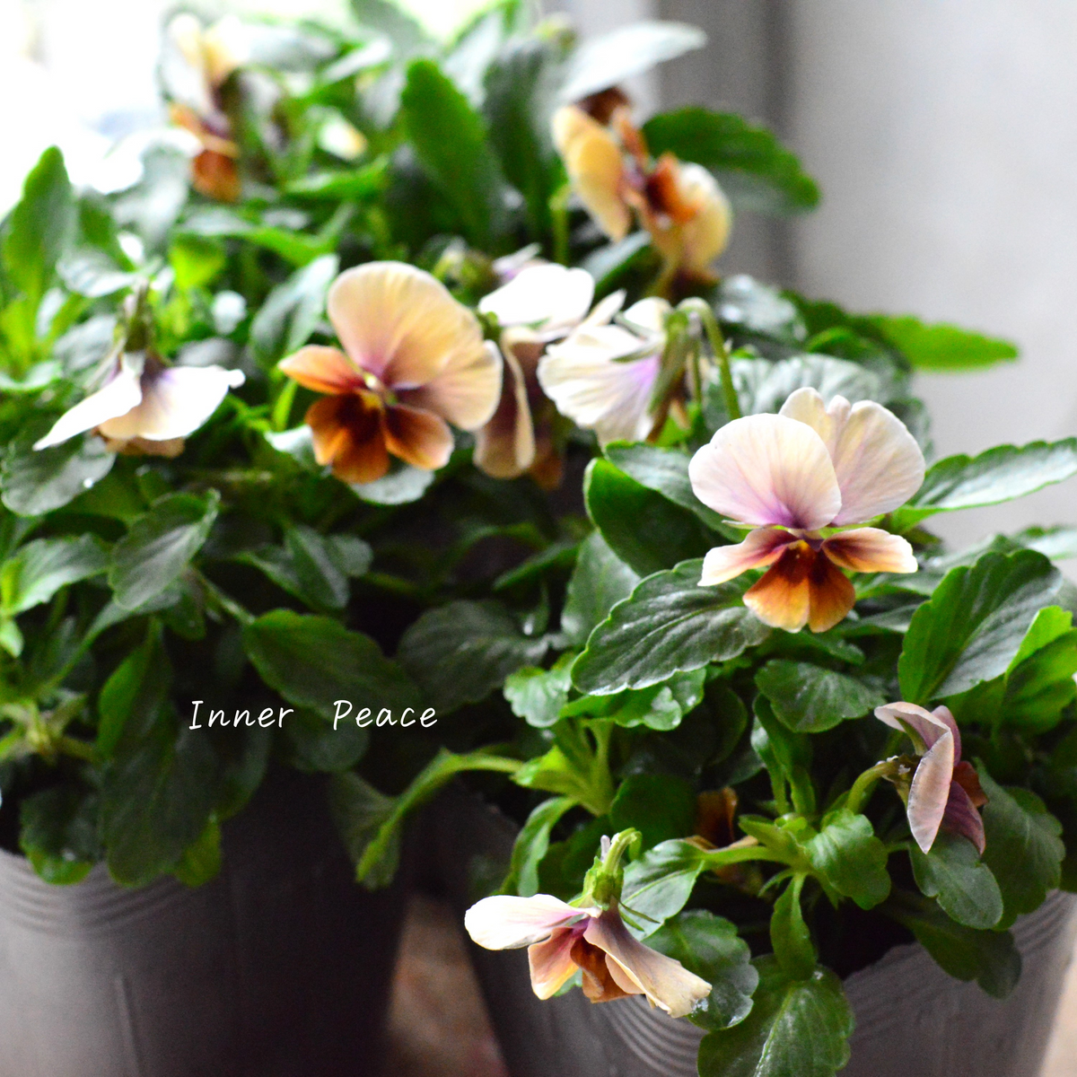 tef*tef*さんオリジナルビオラ】 サンセットグロー 3.5寸POT