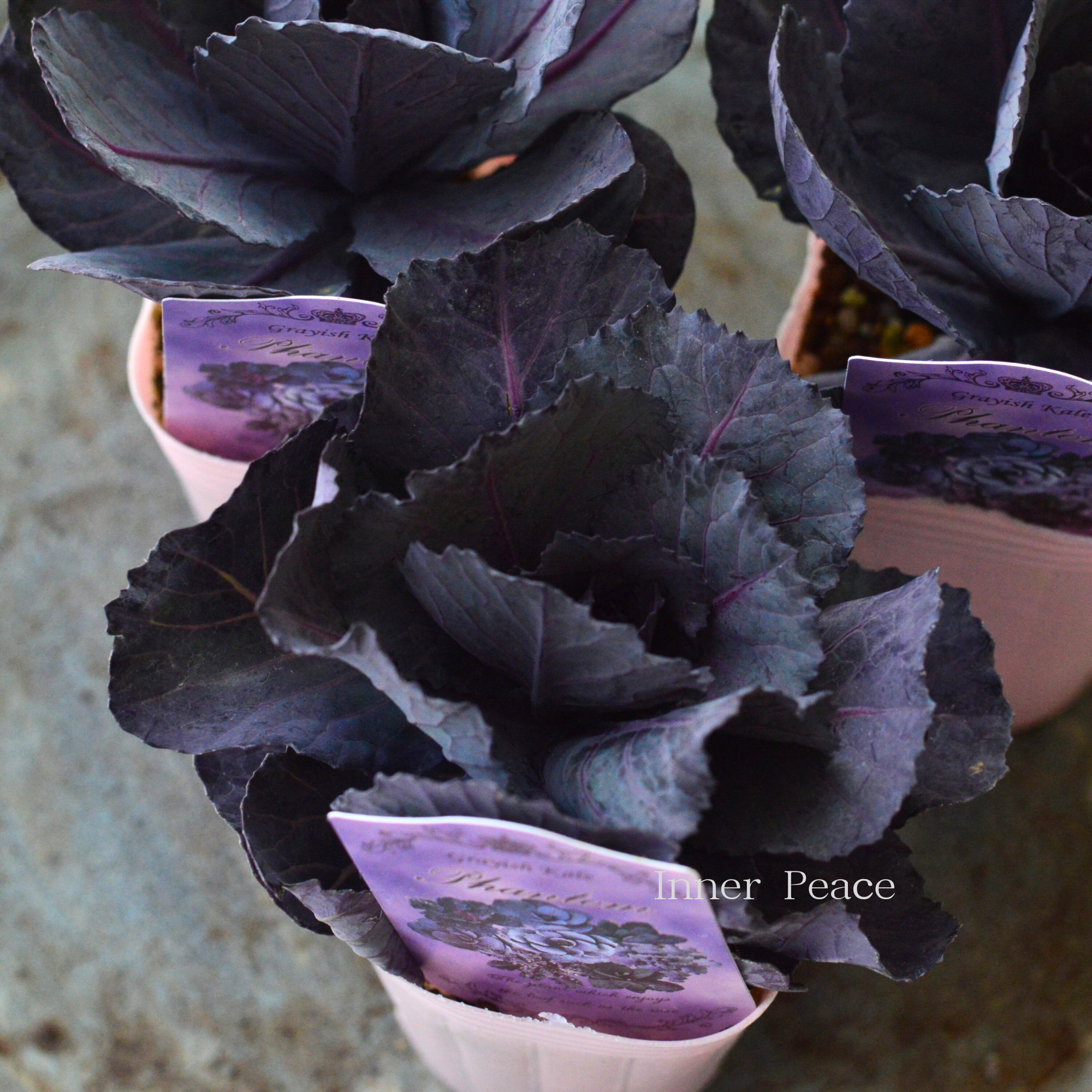 【k-plantsさん】 グレイッシュケール　『ファントム・A』   2寸POT