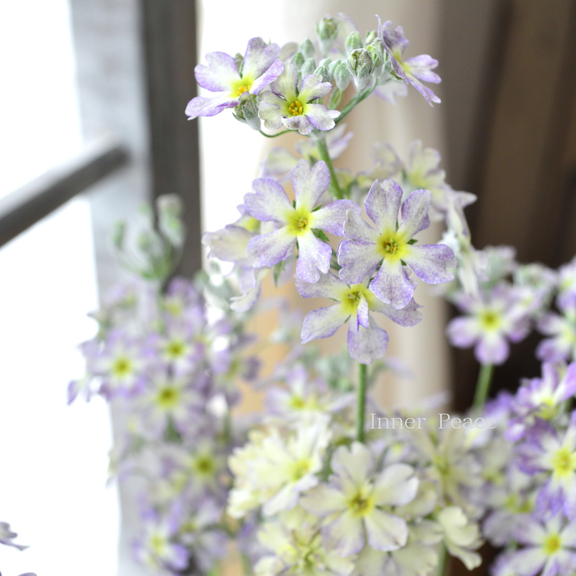 【新色】 ウインティー 『ブルーピコティ』　　3.5寸POT