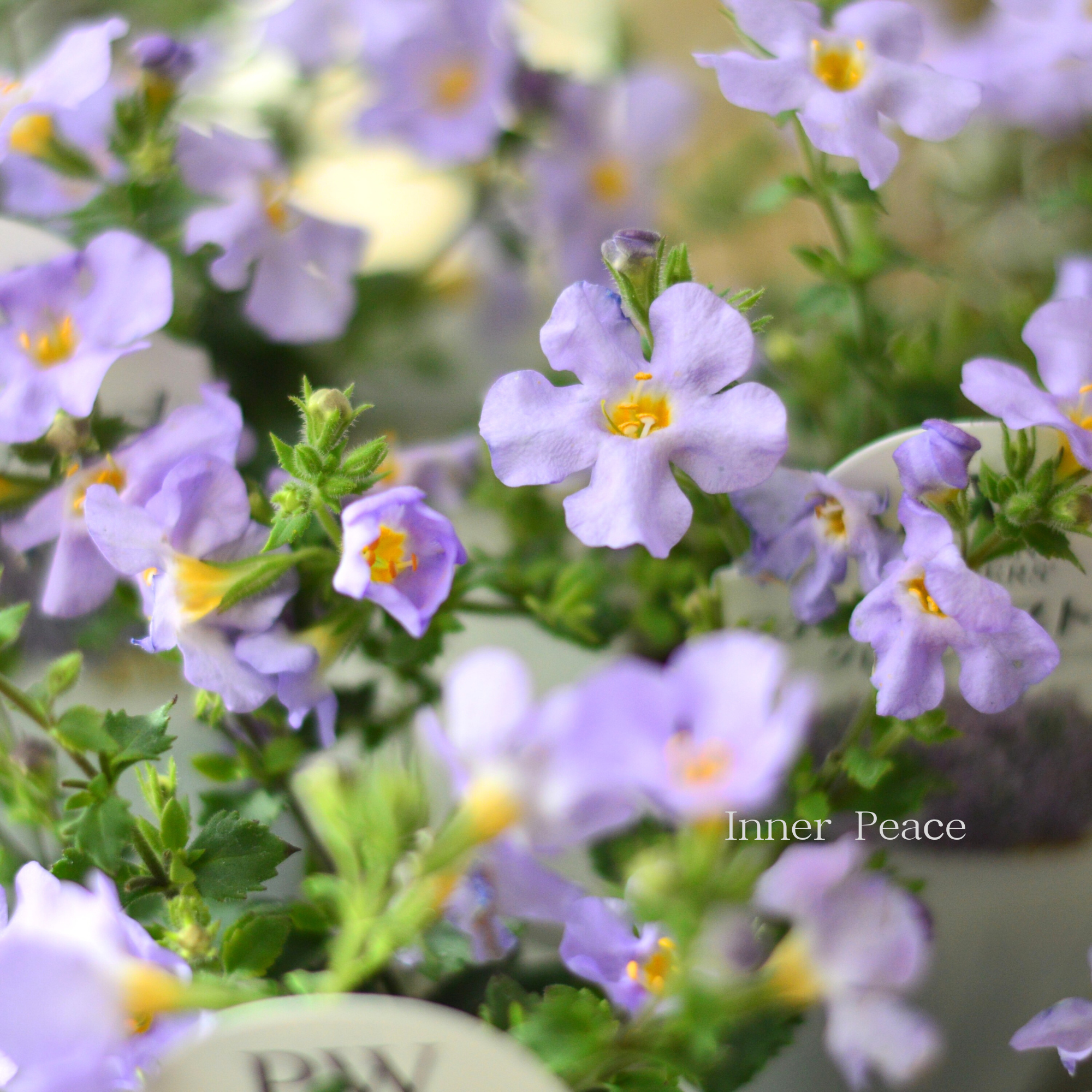 【PW】 ステラ　『スノーストーム・グレイシアブルー』　　2.5寸ロングPOT