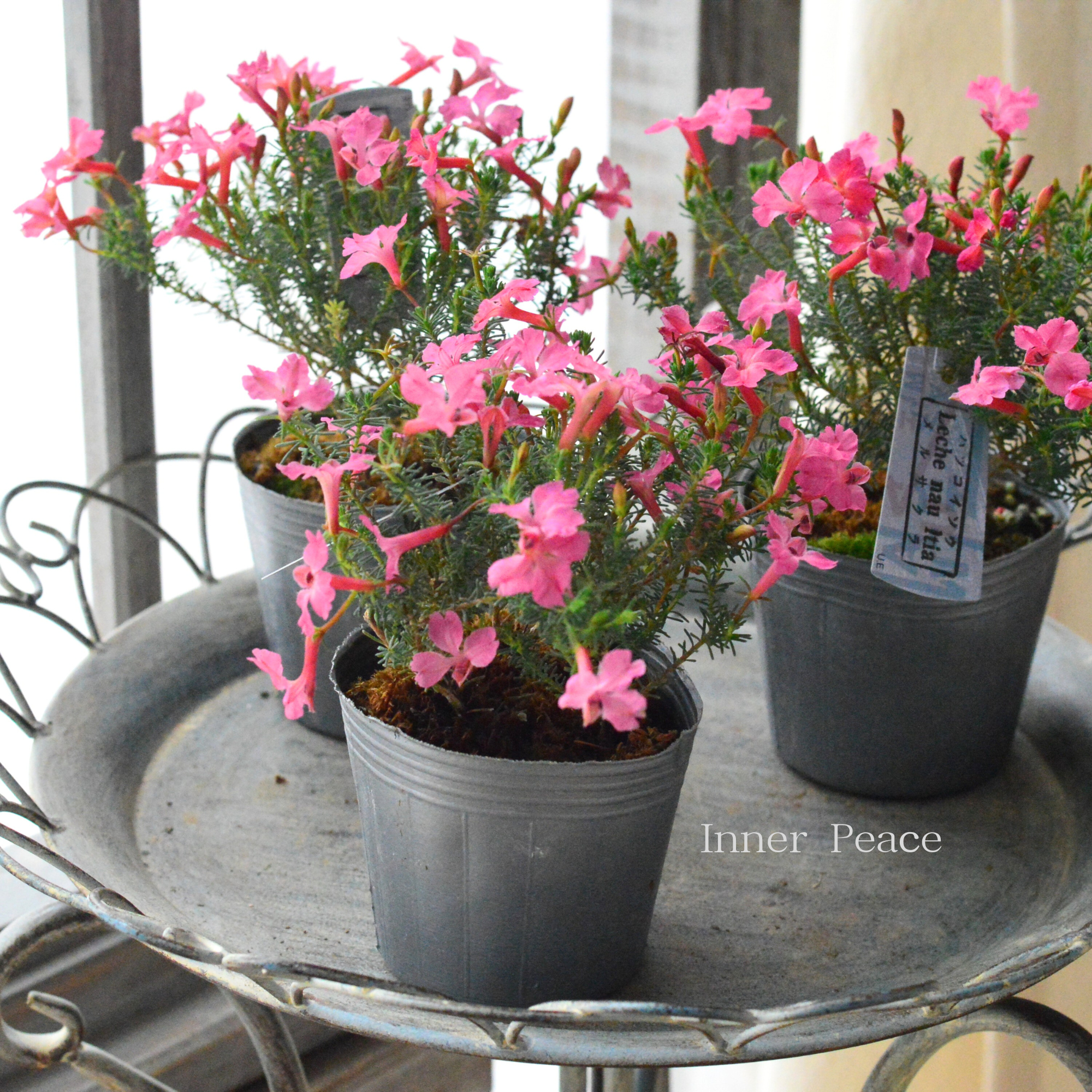 【美しい】 ハツコイソウ　『メルさくら』　　3寸POT