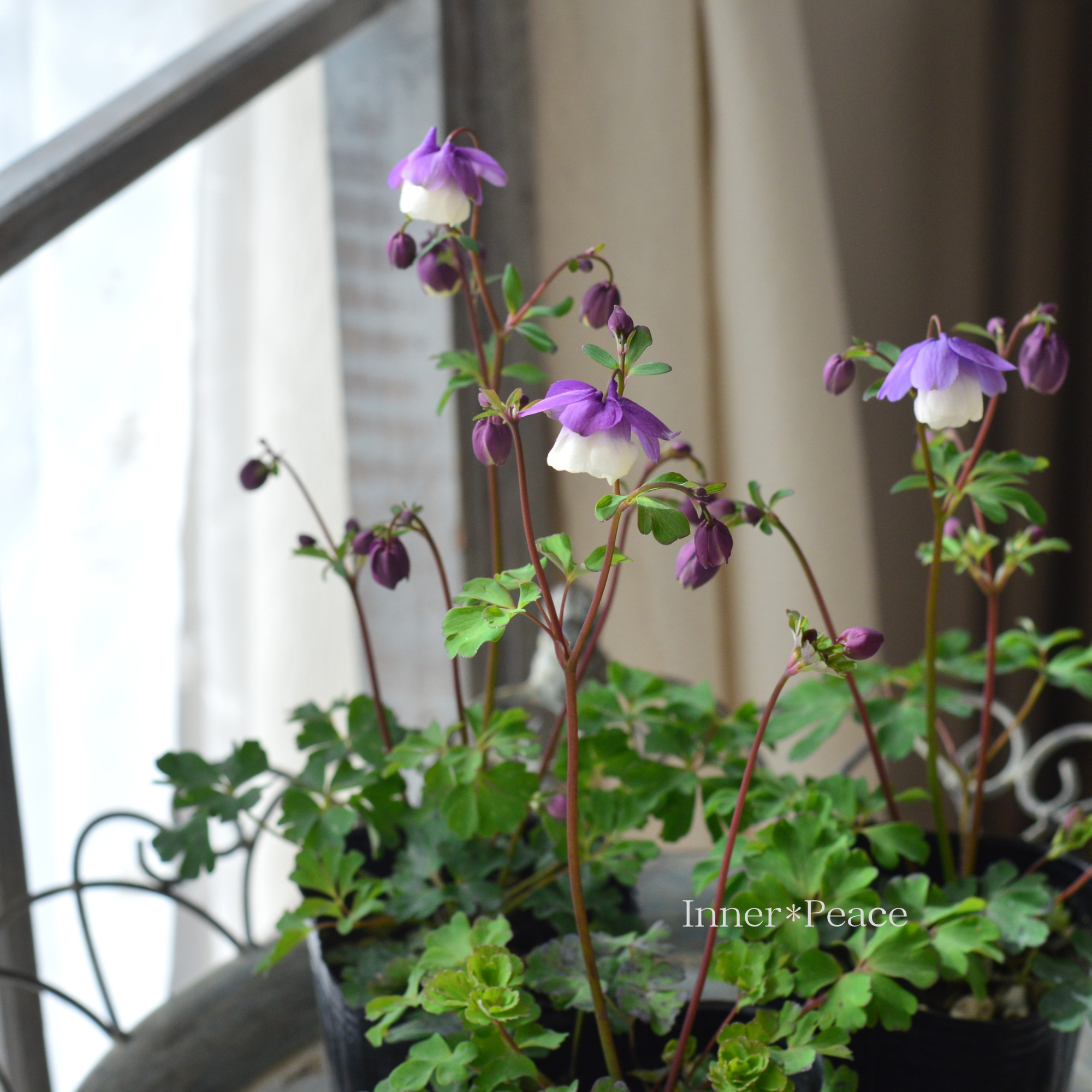 風鈴オダマキ 『パープル×ホワイト系』　3寸POT