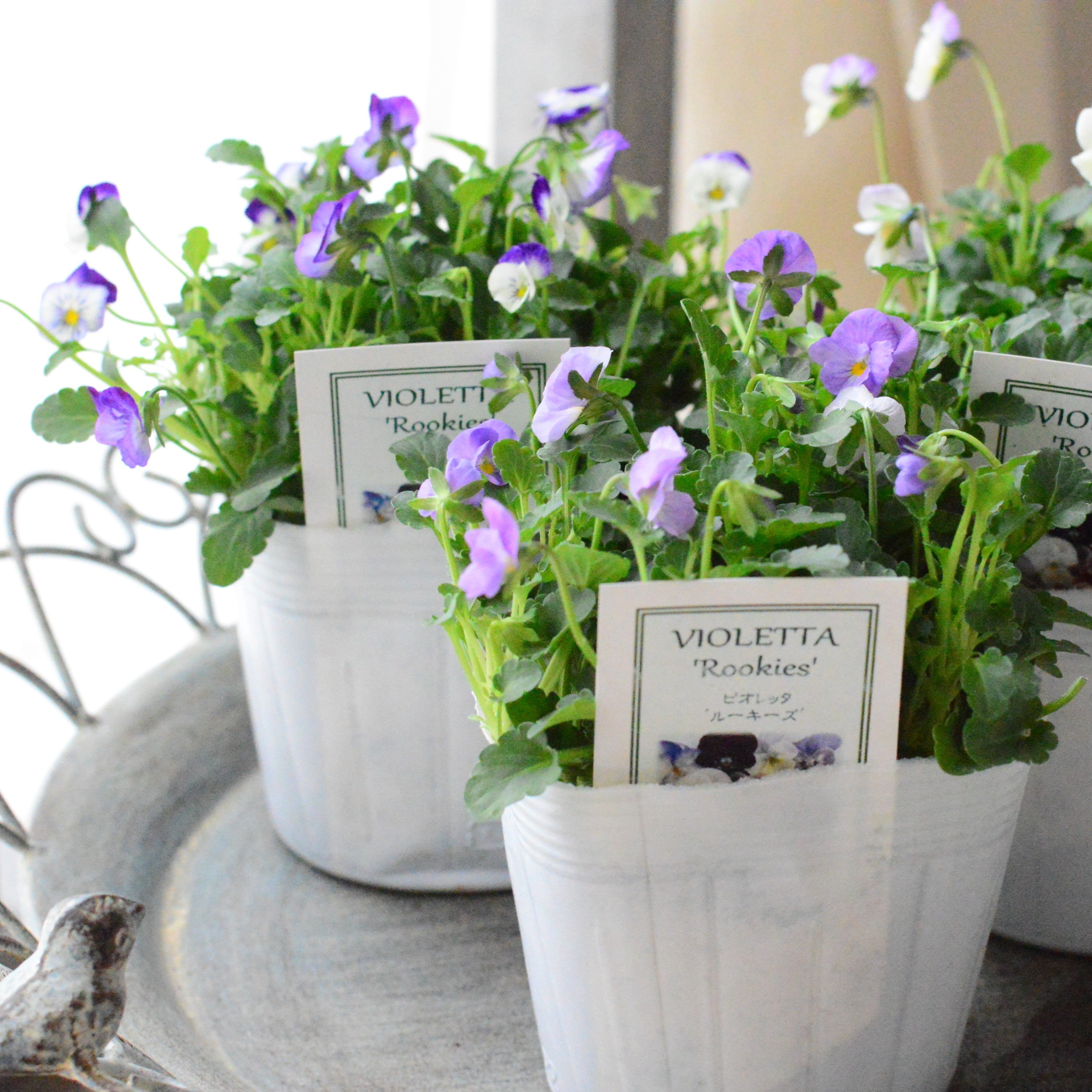 【かわいい】 小輪ビオラ　ビオレッタ　『ルーキーズ』　　3.5寸POT