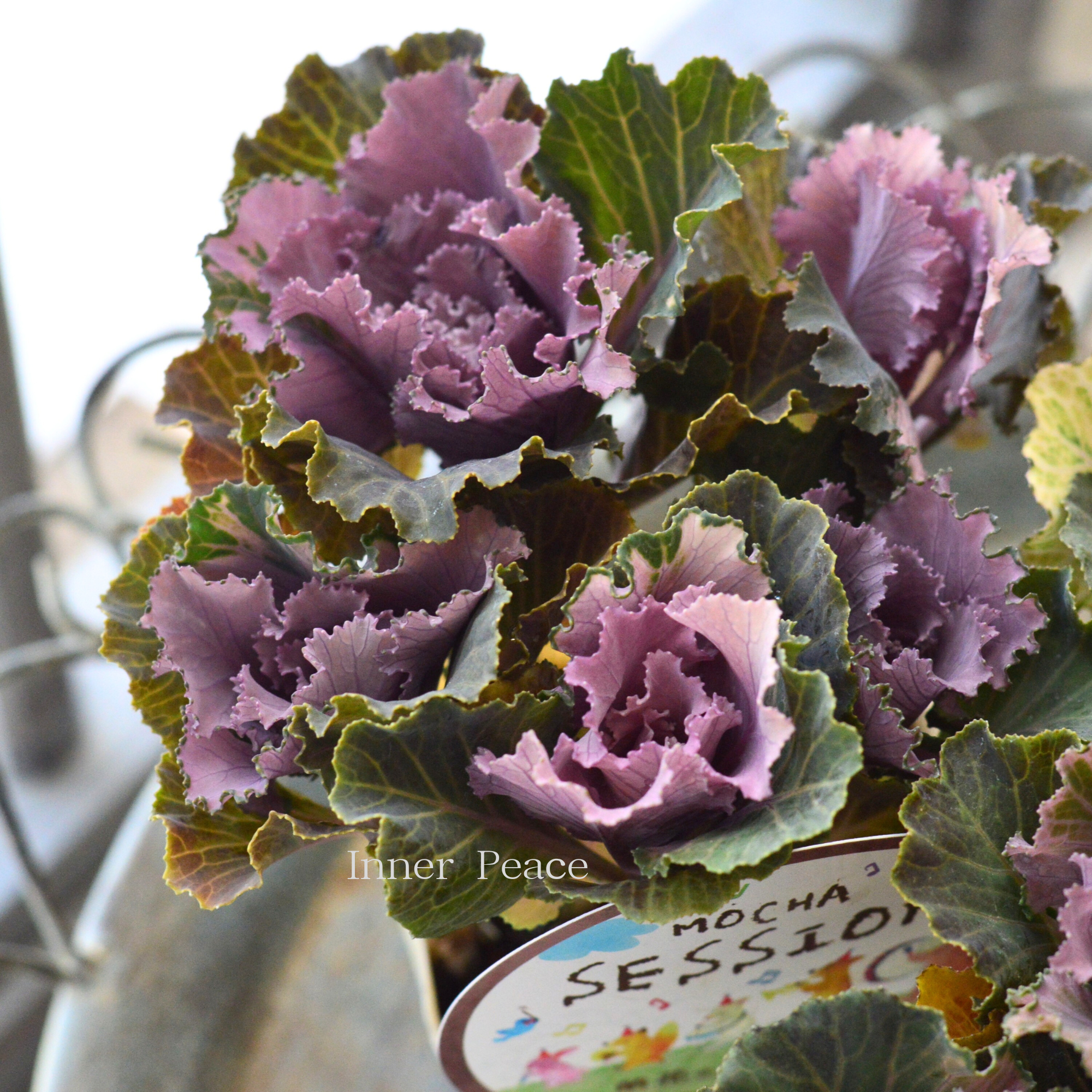 【アンティーク】 葉牡丹　『萌花セッション・フリル』  3寸POT