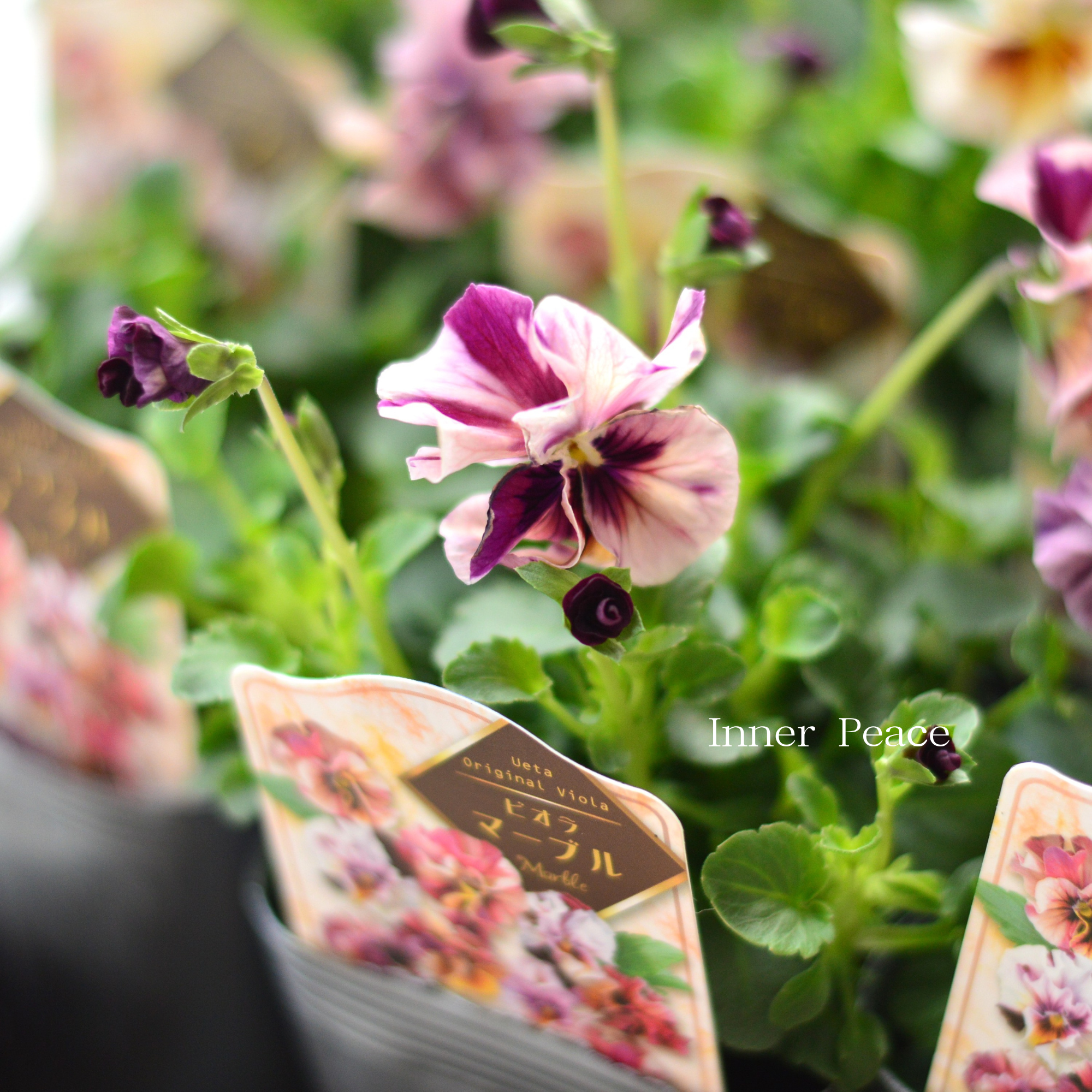 【うえたさん育種】 ビオラ 『マーブル』　3.5寸POT