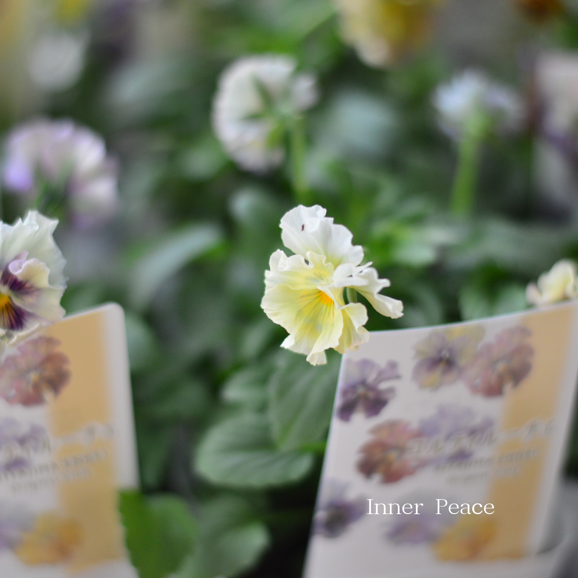 【ステキ】 北島園芸さんのビオラ　『コルティルーチェ』　3.5寸POT