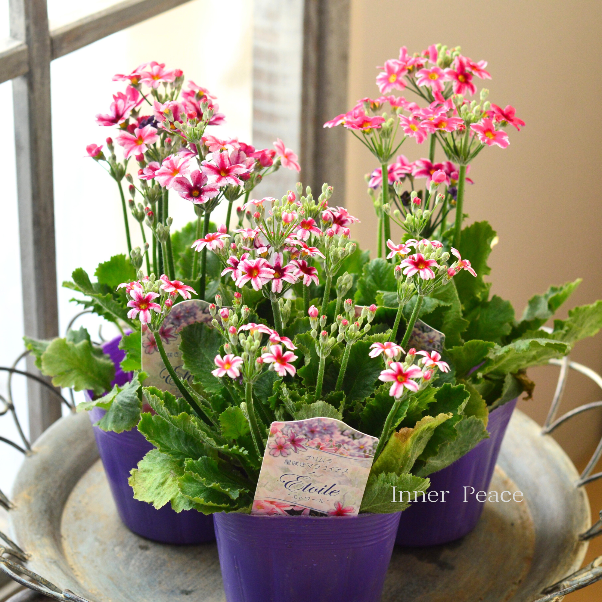 【星咲き】 プリムラ マラコイデス 『エトワール・レッド系』　　3.5寸POT