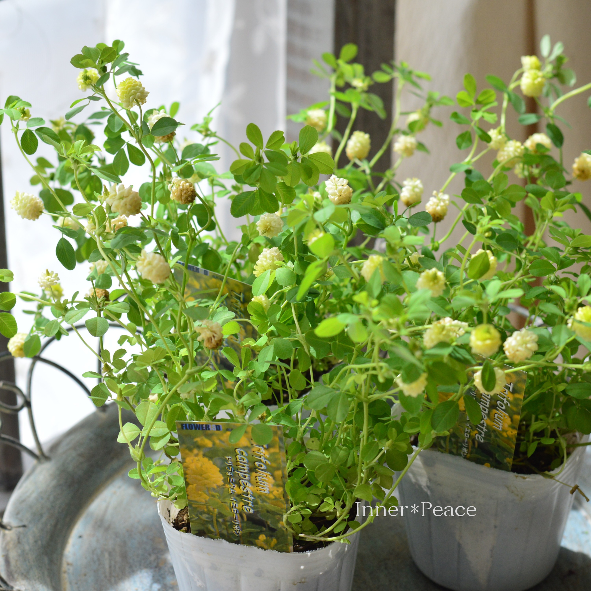 【かわいい】 トリフォニウム 『イエローリボン』　3寸POT