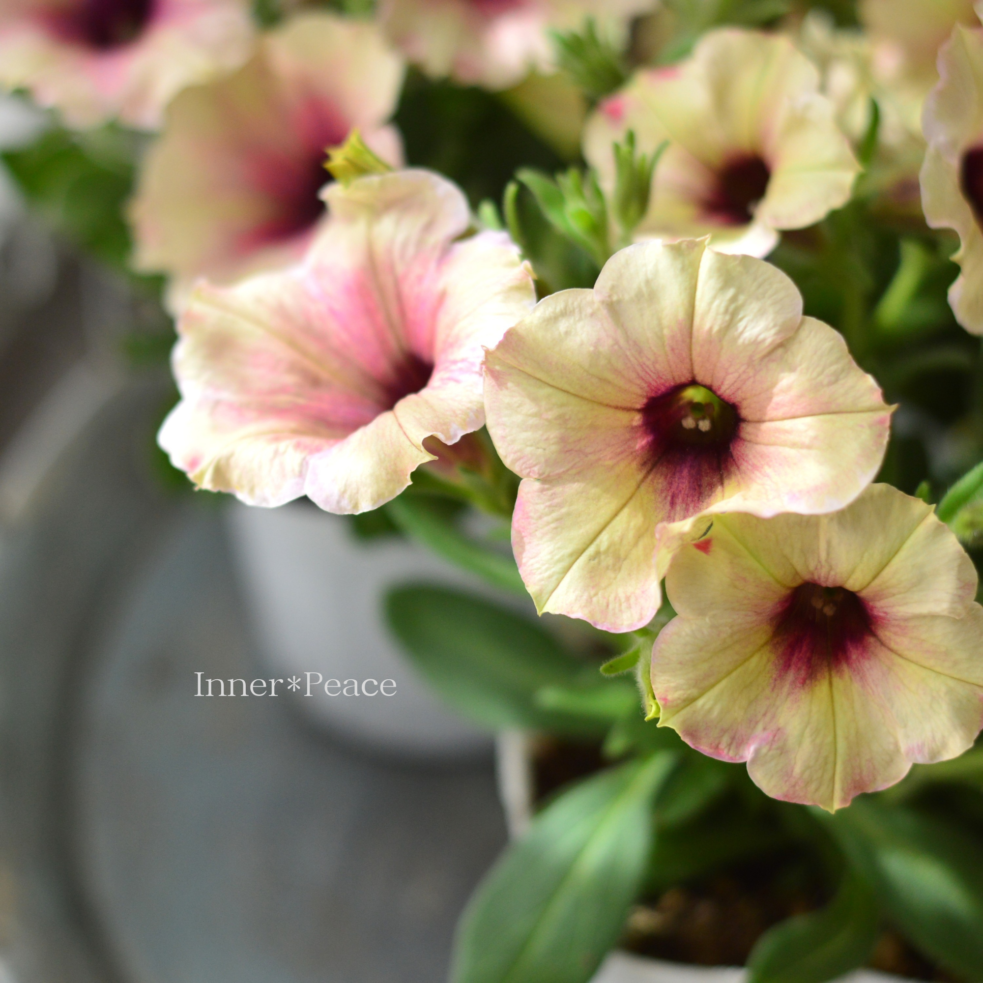 ペチュニア 『クレイジーチュニア・ローズゴールド』　 　3.5寸POT