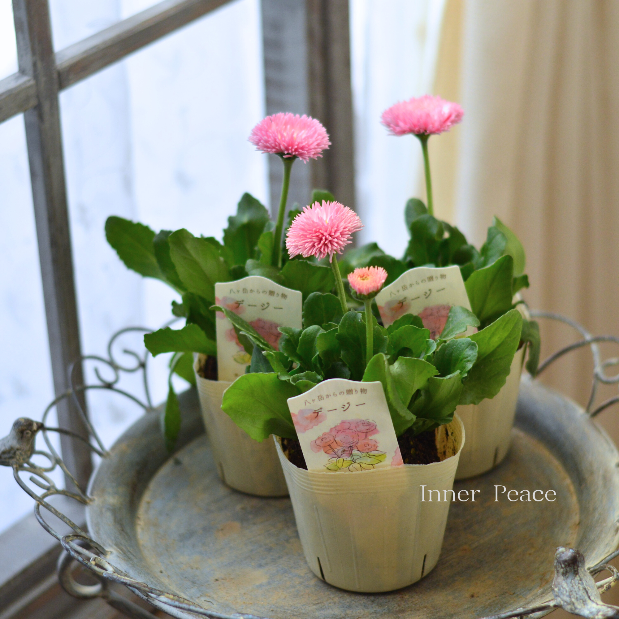 【かわいい】 チロリアンデージー　　3.5寸POT