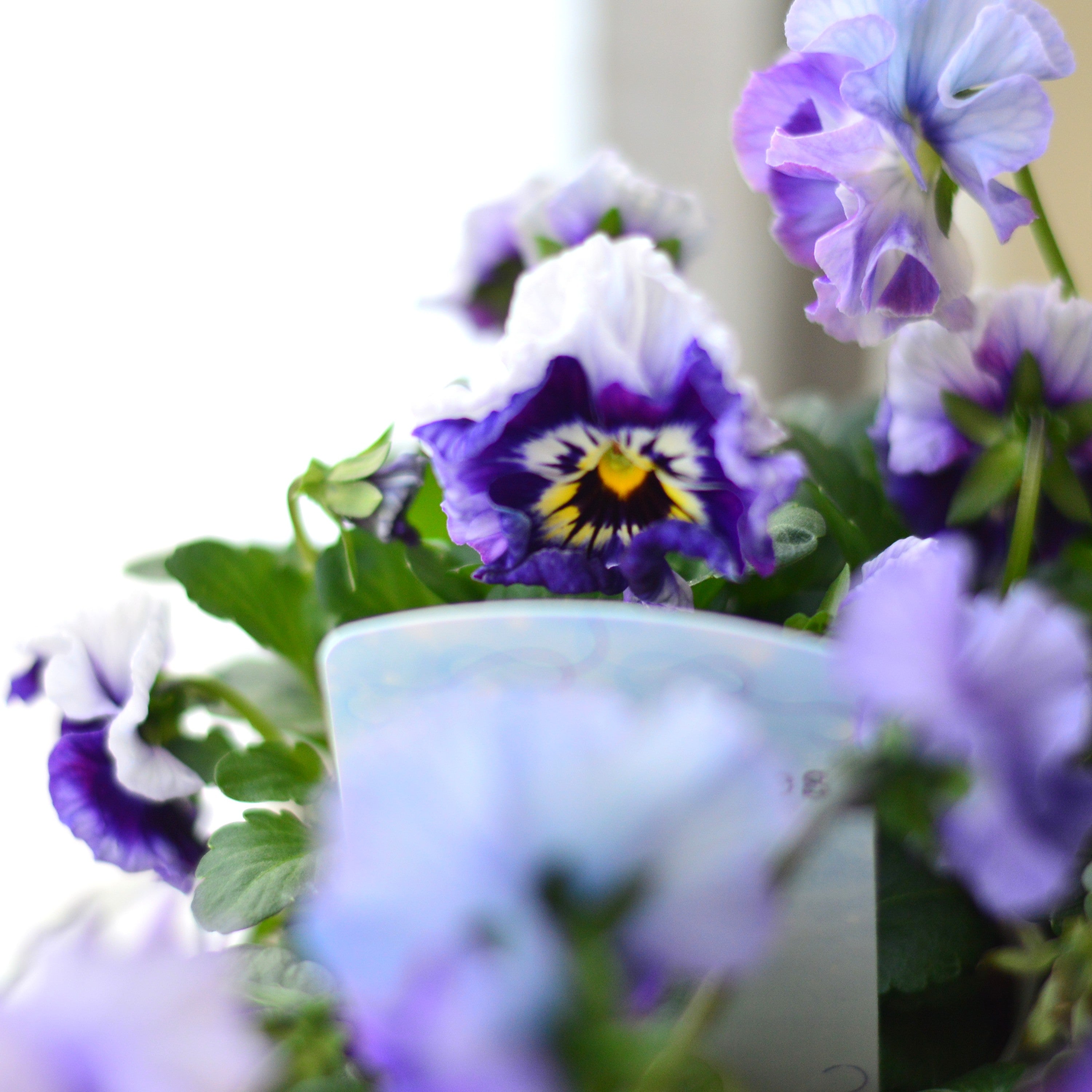 【美しい】 パンジー 『フェデネージュ・ブルー』　3.5寸POT