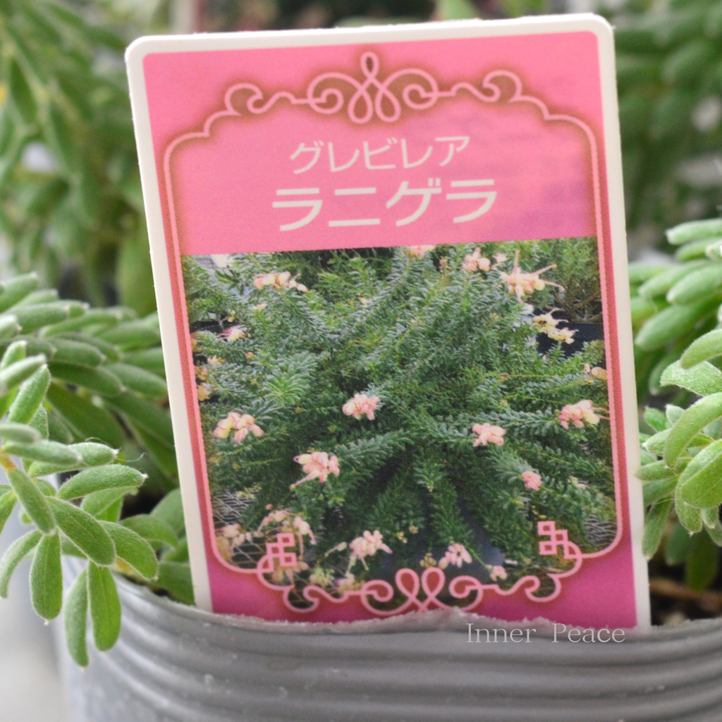 人気】 グレビレア 『ラニゲラ』 3寸ロングPOT