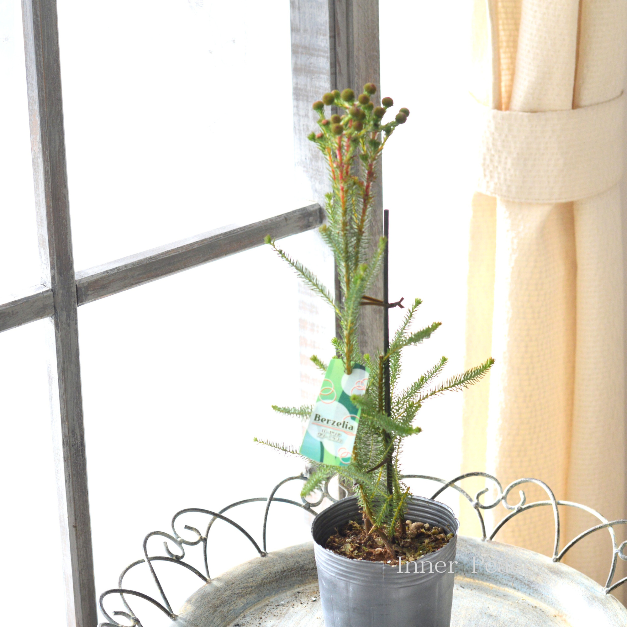 【個性的】 バーゼリア（ベルゼリア）　『グリーニッシュ』　      3寸POT