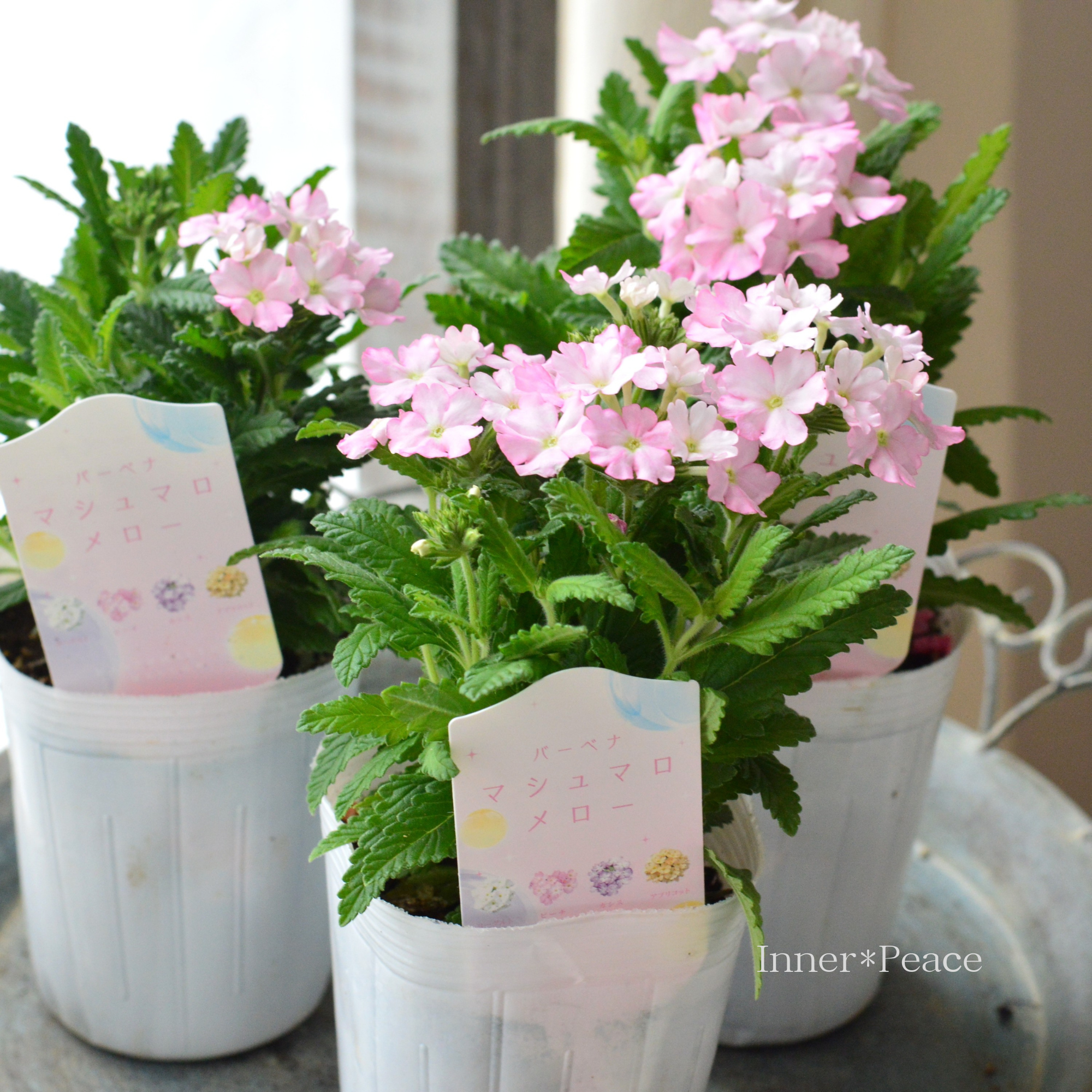 【かわいい】 バーベナ 『マシュマロメロー・ピーチ』　　3寸ロングPOT