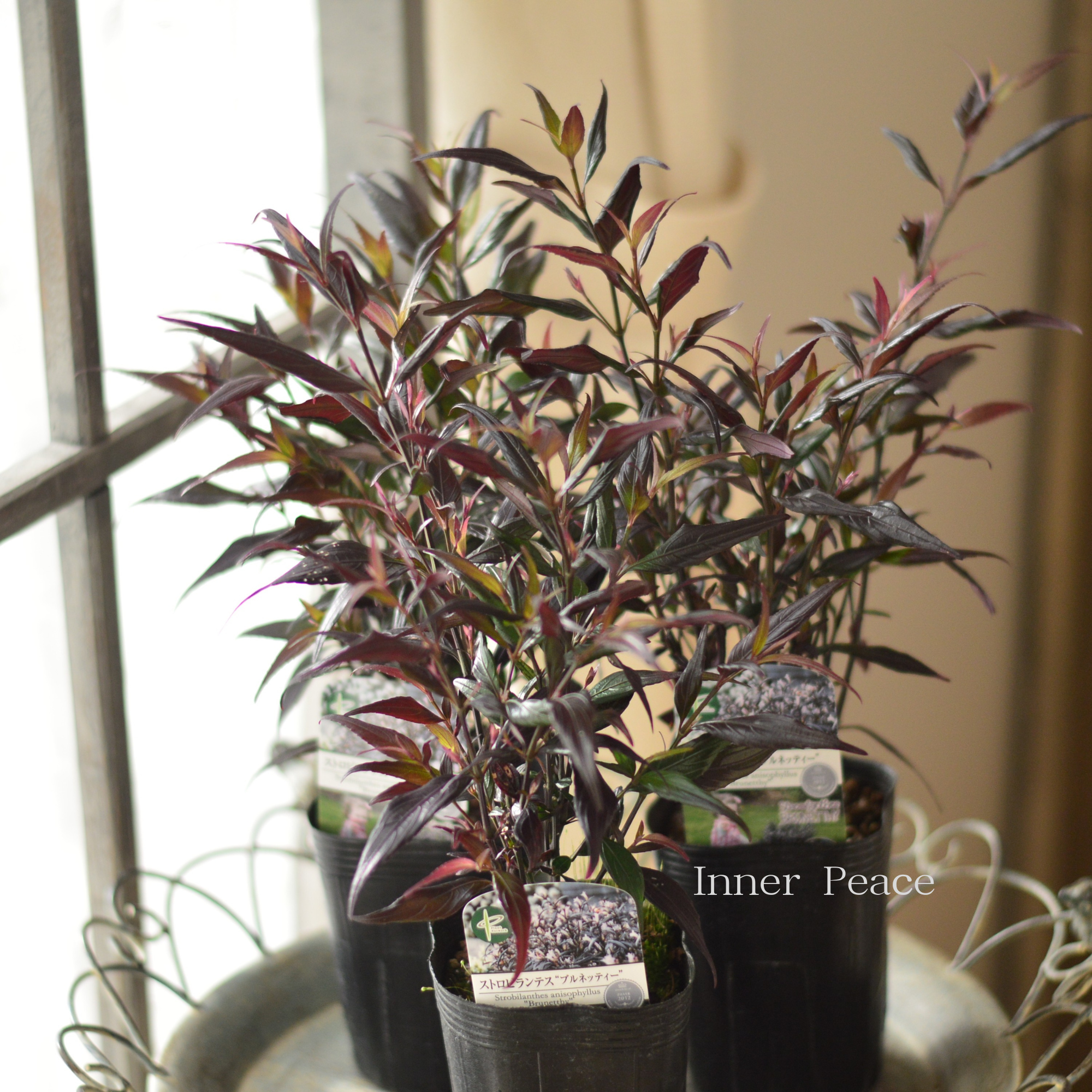 【オシャレ】 ストロビランテス　『ブルネッティー』　3寸POT