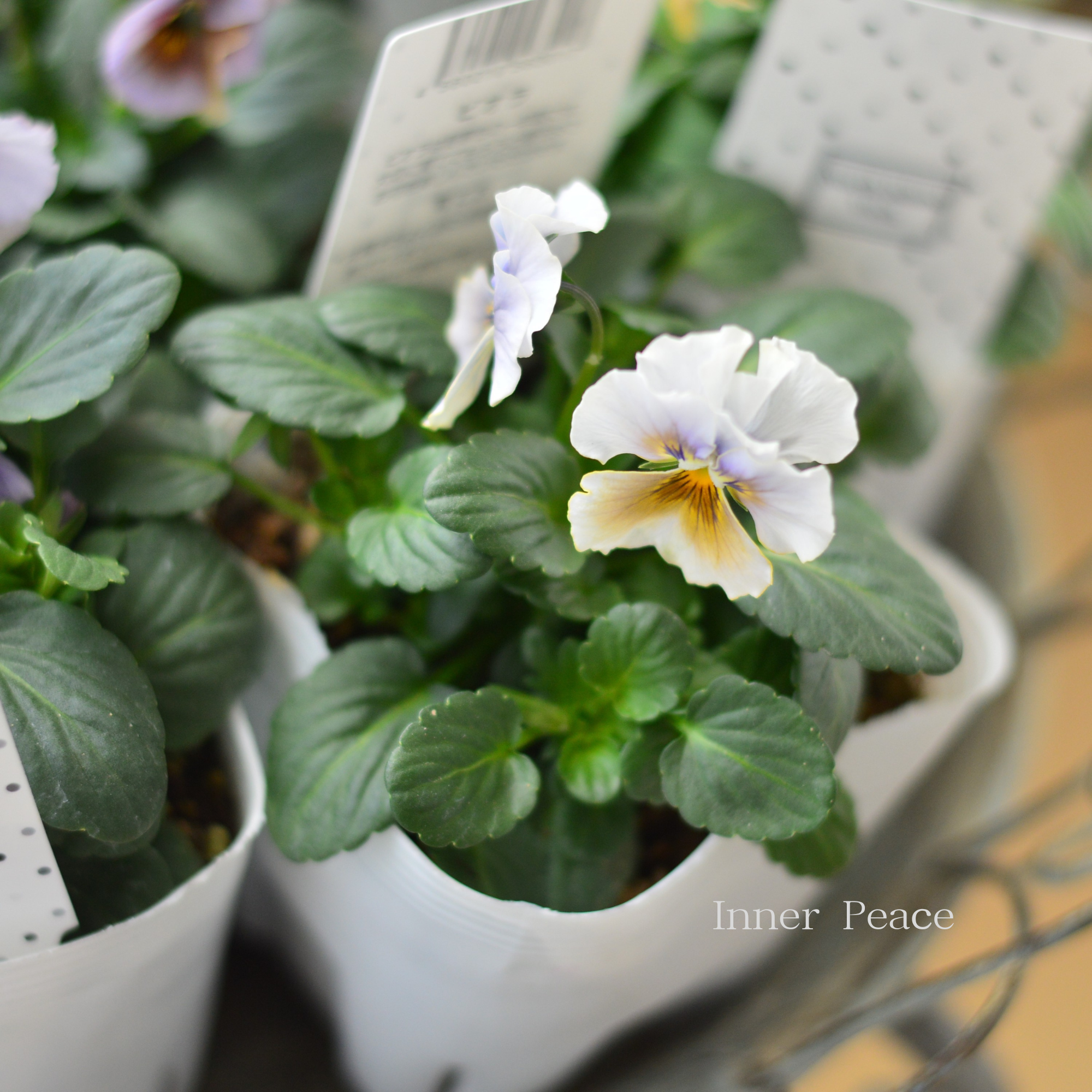 【北島園芸さん】 ビオラ　『試作品・①』　　3.5寸POT