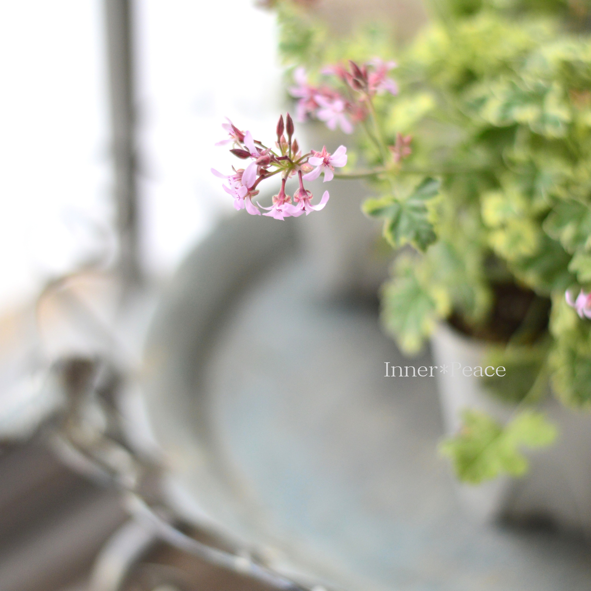 【斑入り】 ナツメグゼラニウム　『コロン』　　3.5寸POT