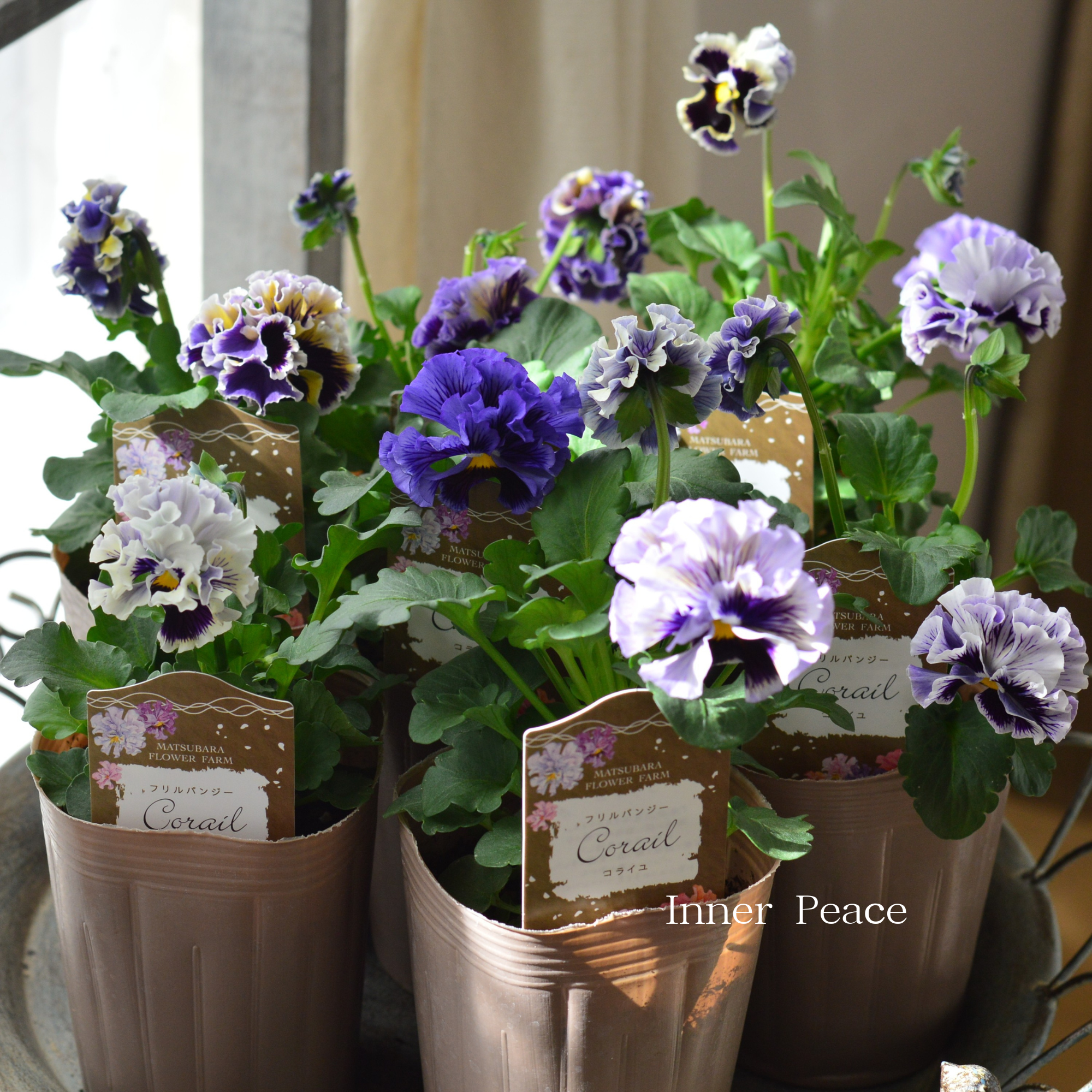 【素敵】 パンジー　『コライユ・ブルー系』　　3寸ロングPOT