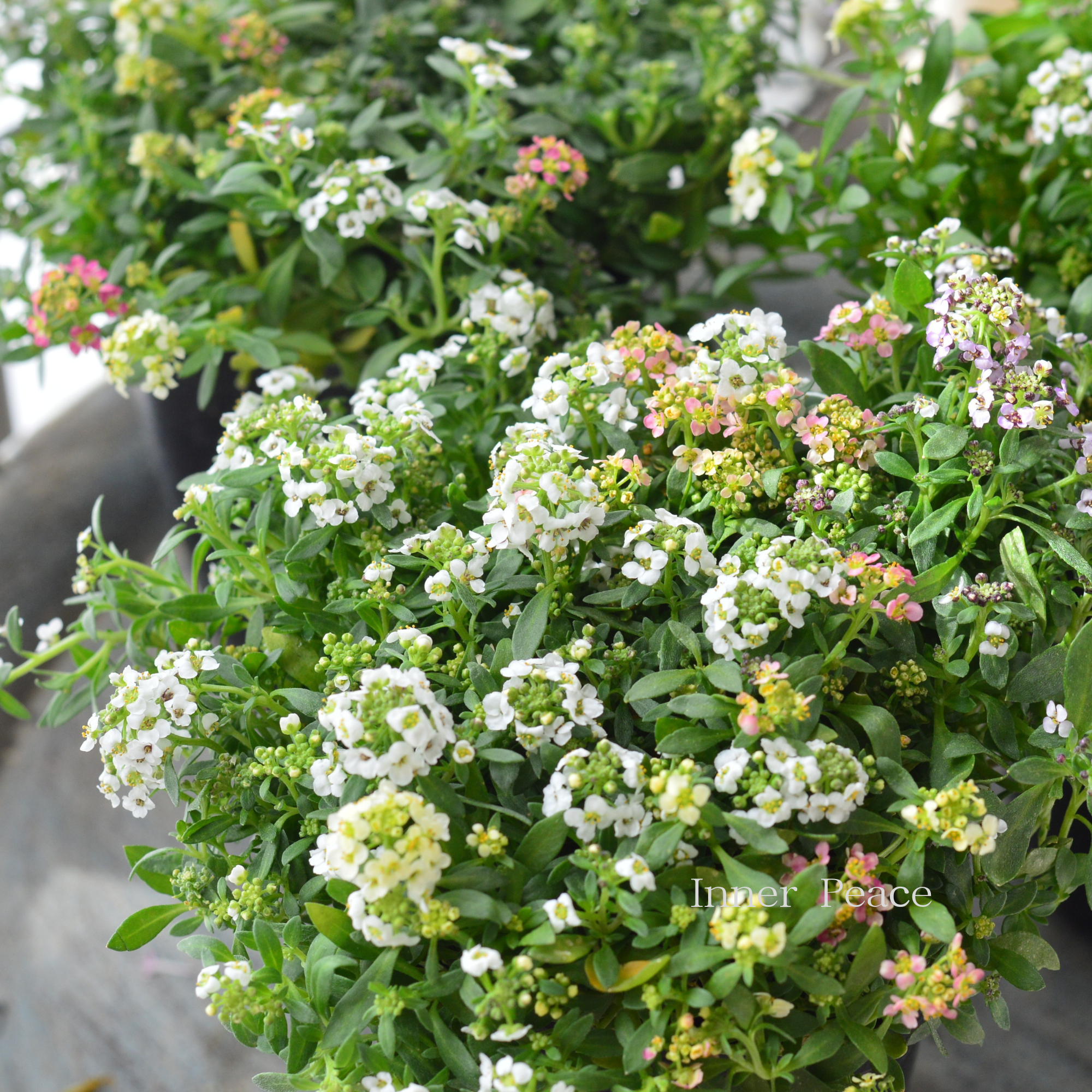 【３本植え】 スイートアリッサム　『ホワイト・アプリコット・イエローミックス』　３寸POT