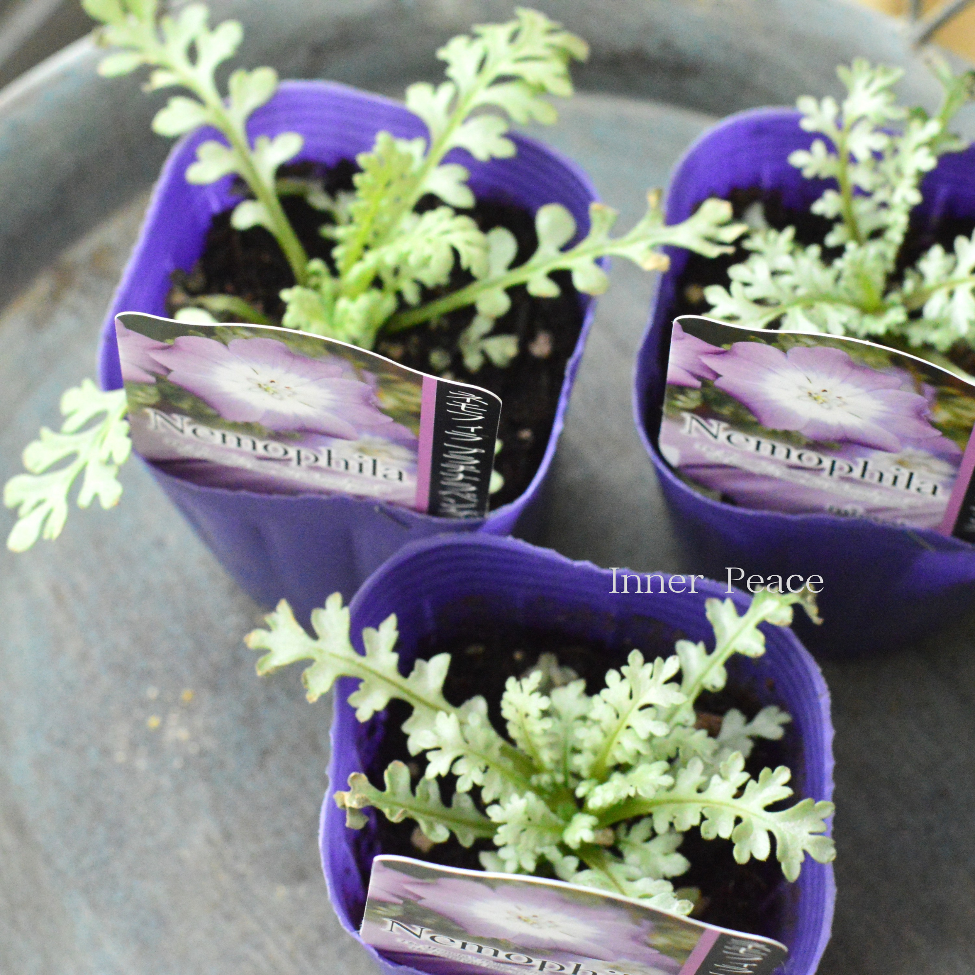 【見元園芸さん】 ネモフィラ　『プラチナラベンダー』　植え込み用　　3寸POT