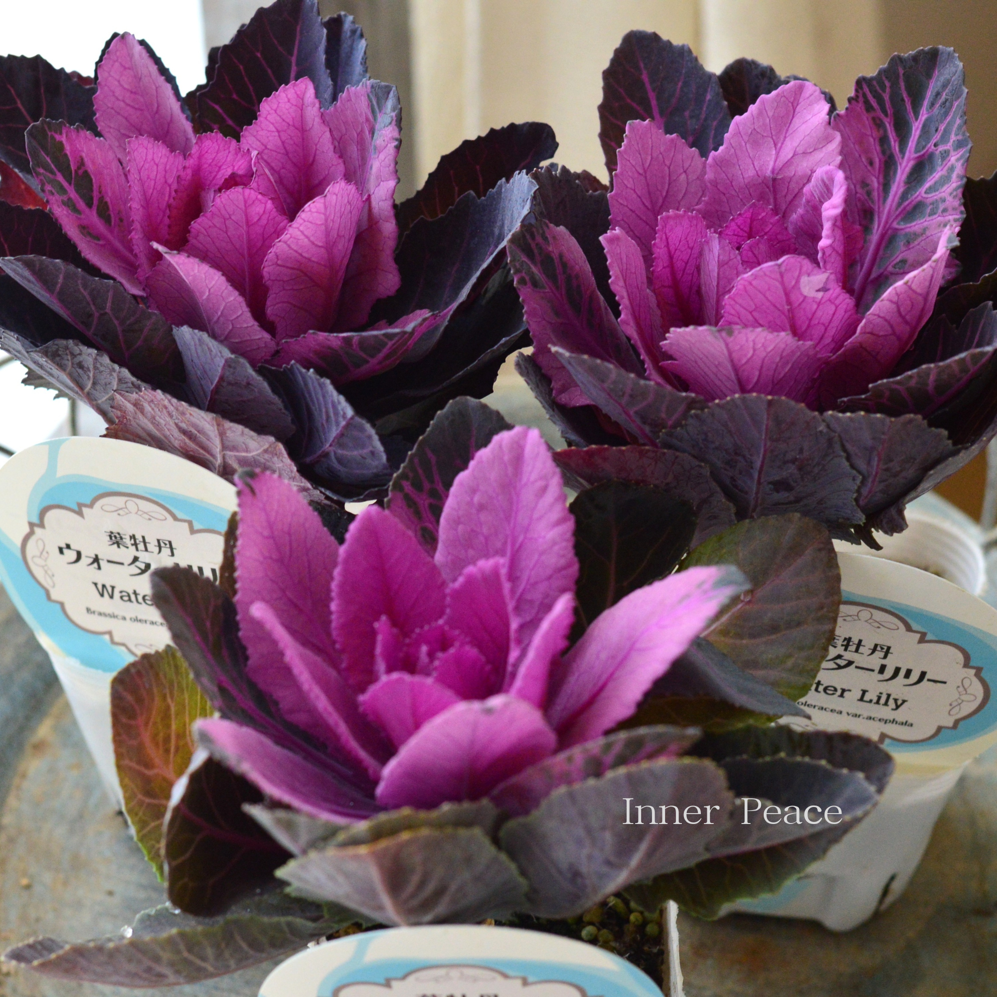 【美しい】 葉牡丹　『ウォーターリリー・赤』  　3寸POT