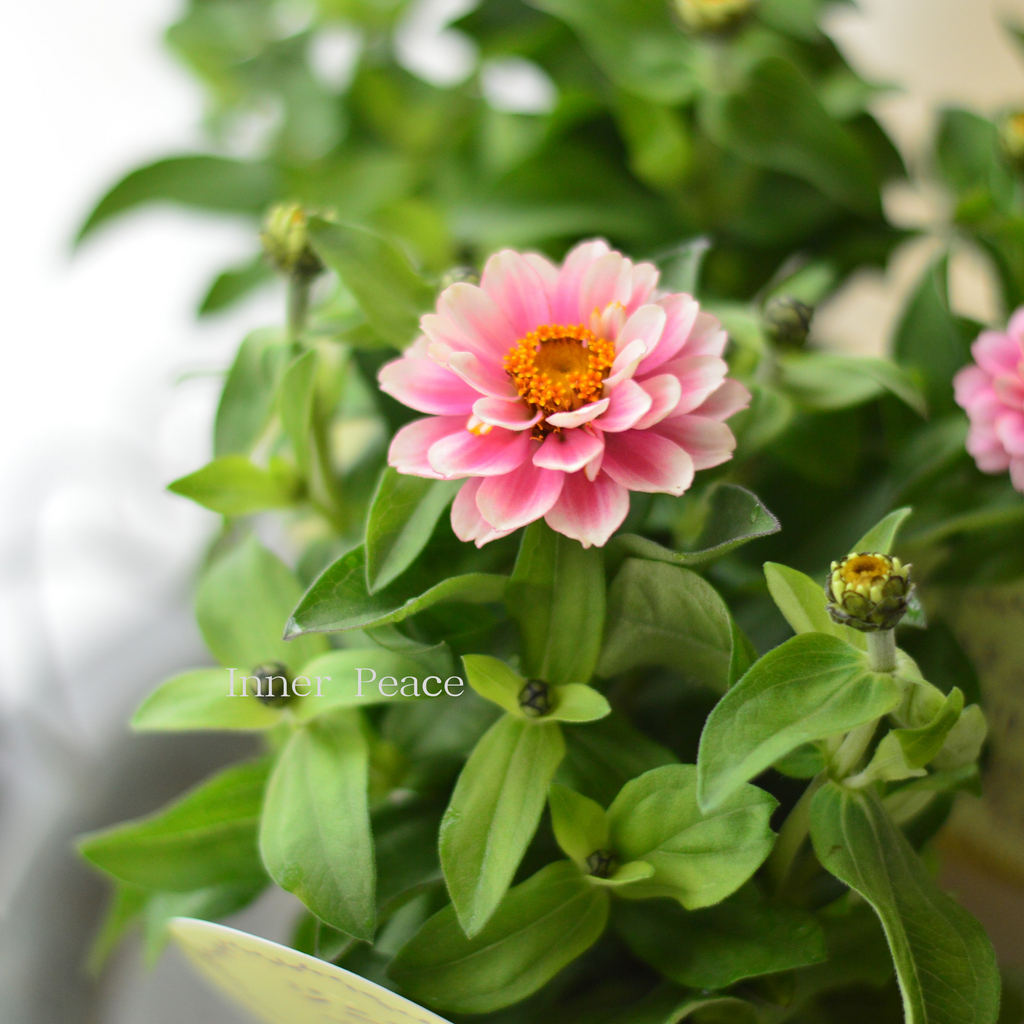 E49美品◆ ベイジ【2023ss/CollectionZINNIA：ジニア】 733-FZN743.jpg?1