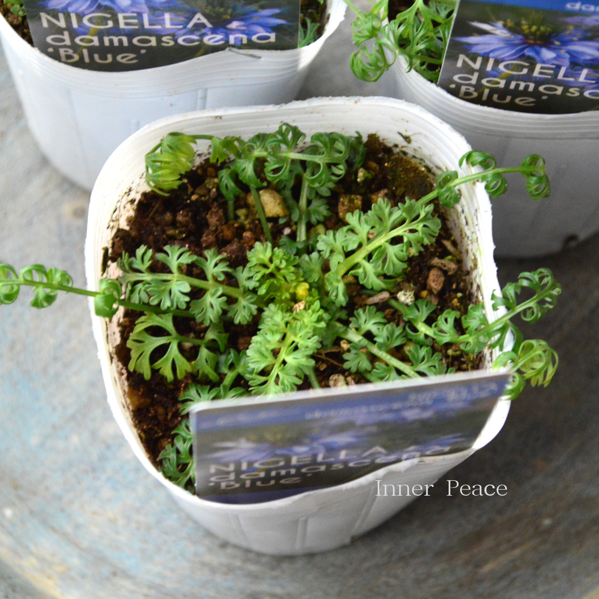 【オシャレ】 ニゲラ 『ブルー』植え込み用　3寸POT