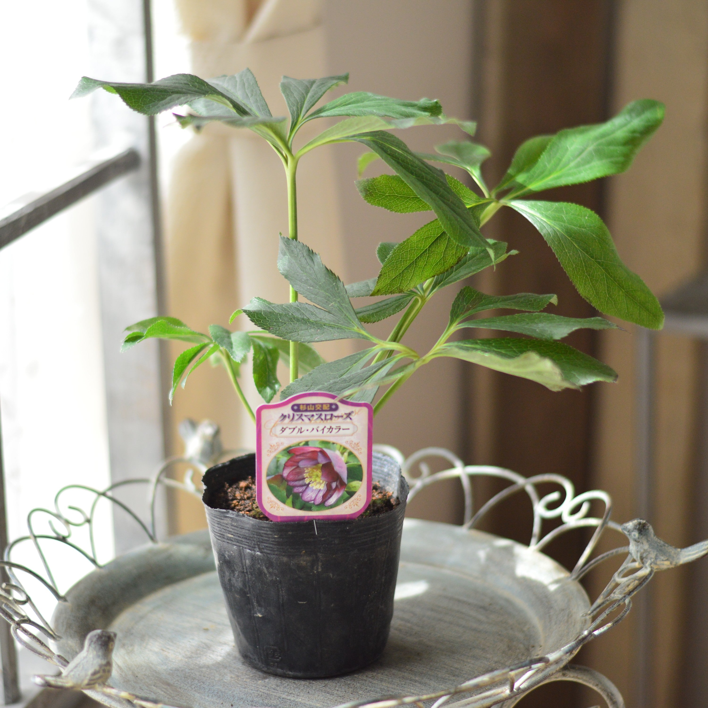【杉光園芸さん】  クリスマスローズ　『ダブル・バイカラー』　　4寸POT