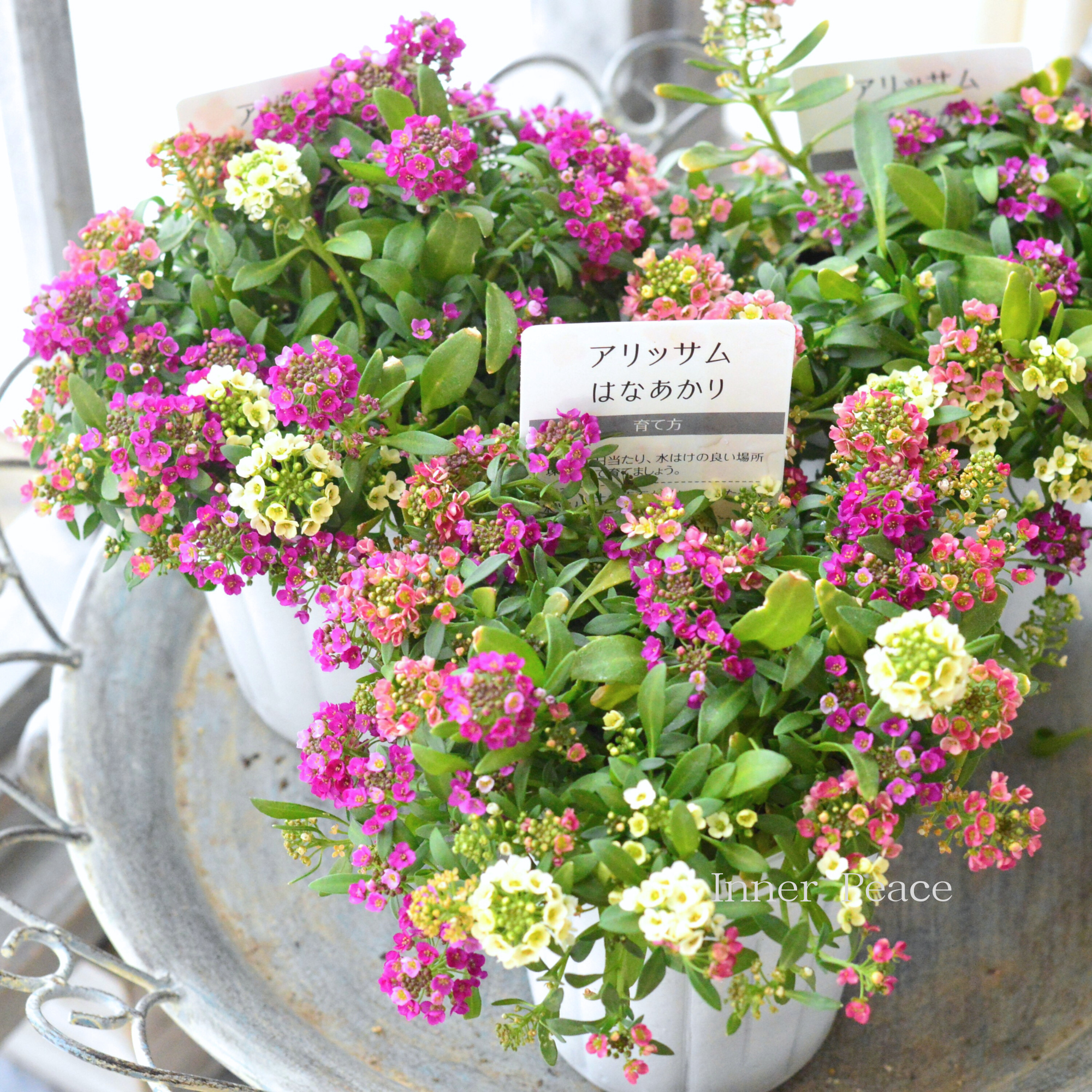 【ミックス植え】 スイートアリッサム　『はなあかり　①』　　３寸POT