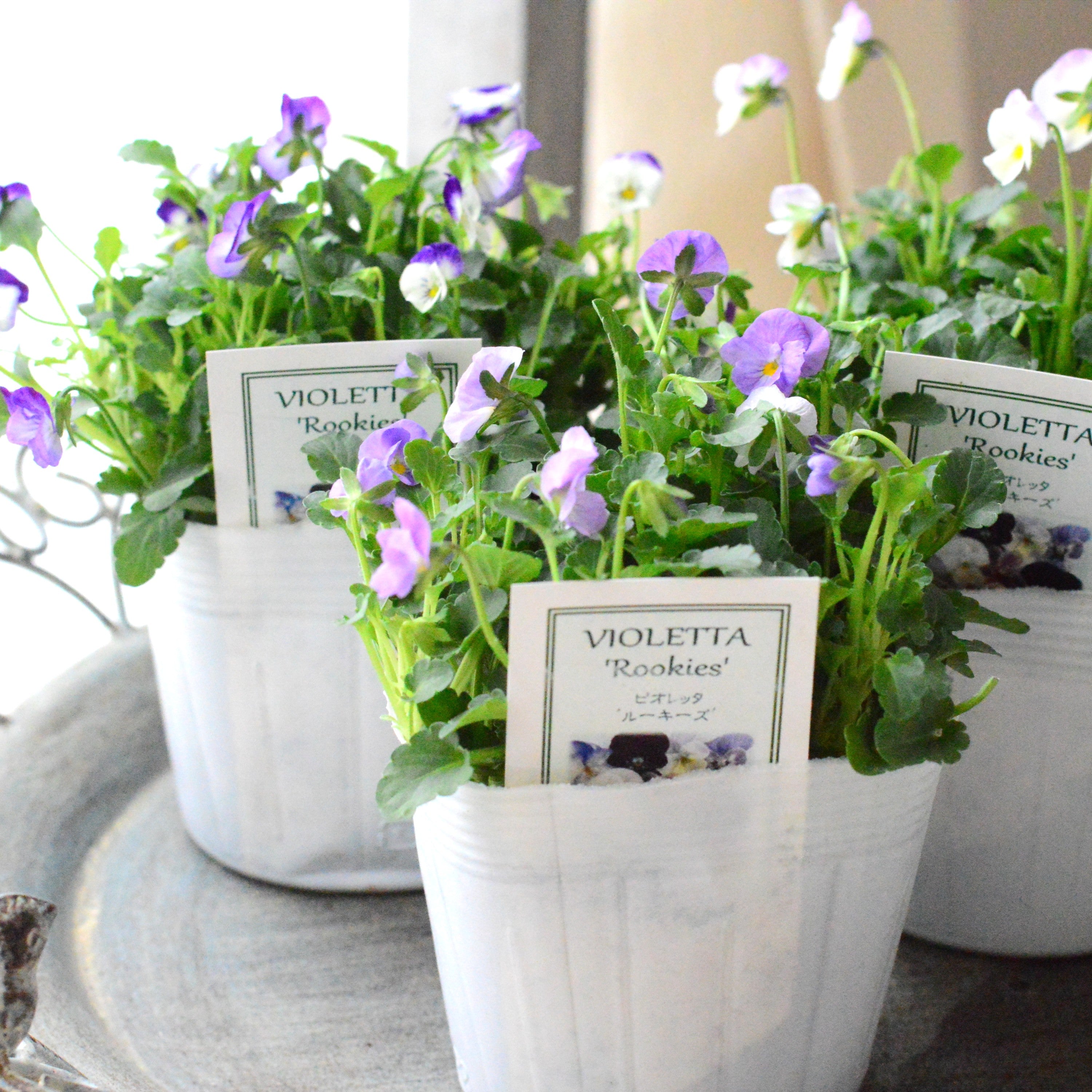 【かわいい】 小輪ビオラ　ビオレッタ　『ルーキーズ』　　3.5寸POT