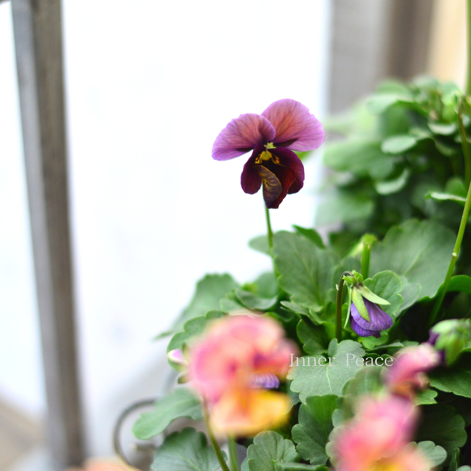 【吉村龍典さん育種ビオラ】 君待ちシリーズ　　3.5寸POT