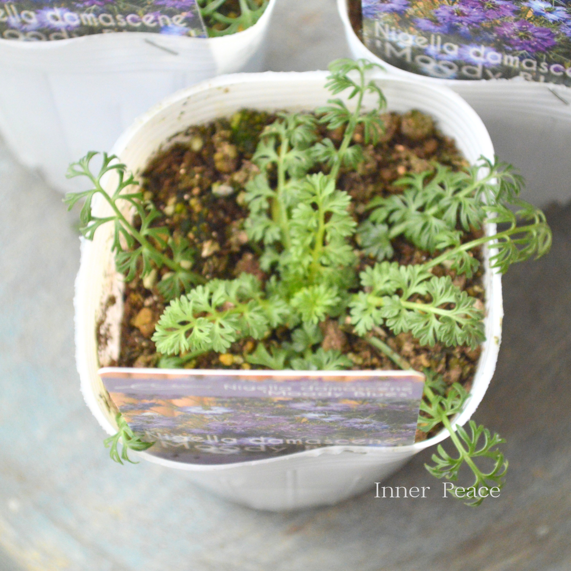 【オシャレ】 ニゲラ 『ムーディブルース』植え込み用　3寸POT