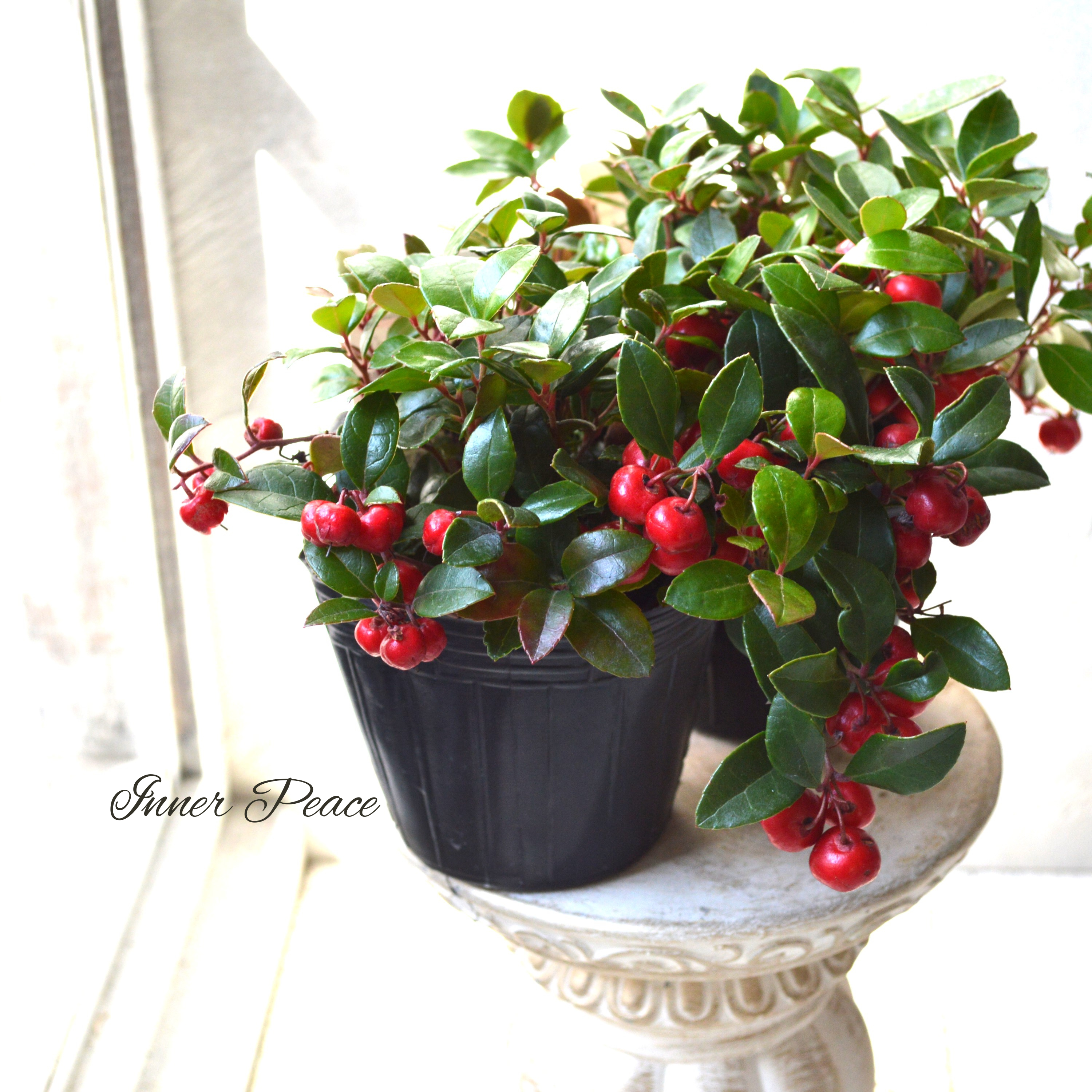 【かわいい】ゴールテリア・チェッカーベリー　赤　 3寸～3.5寸POT