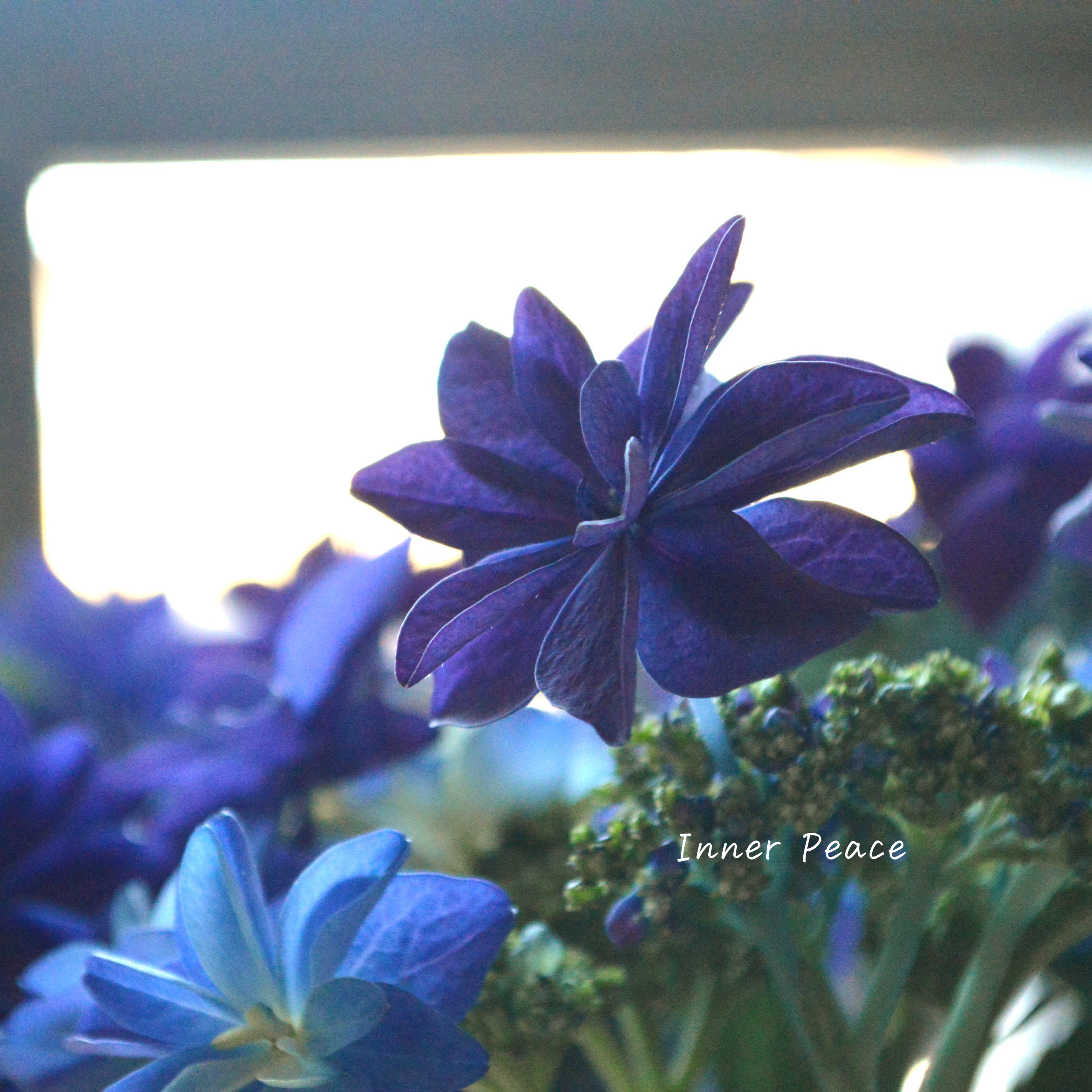 【塩原花園さん】  紫陽花 『ルーリィ』  ５号鉢