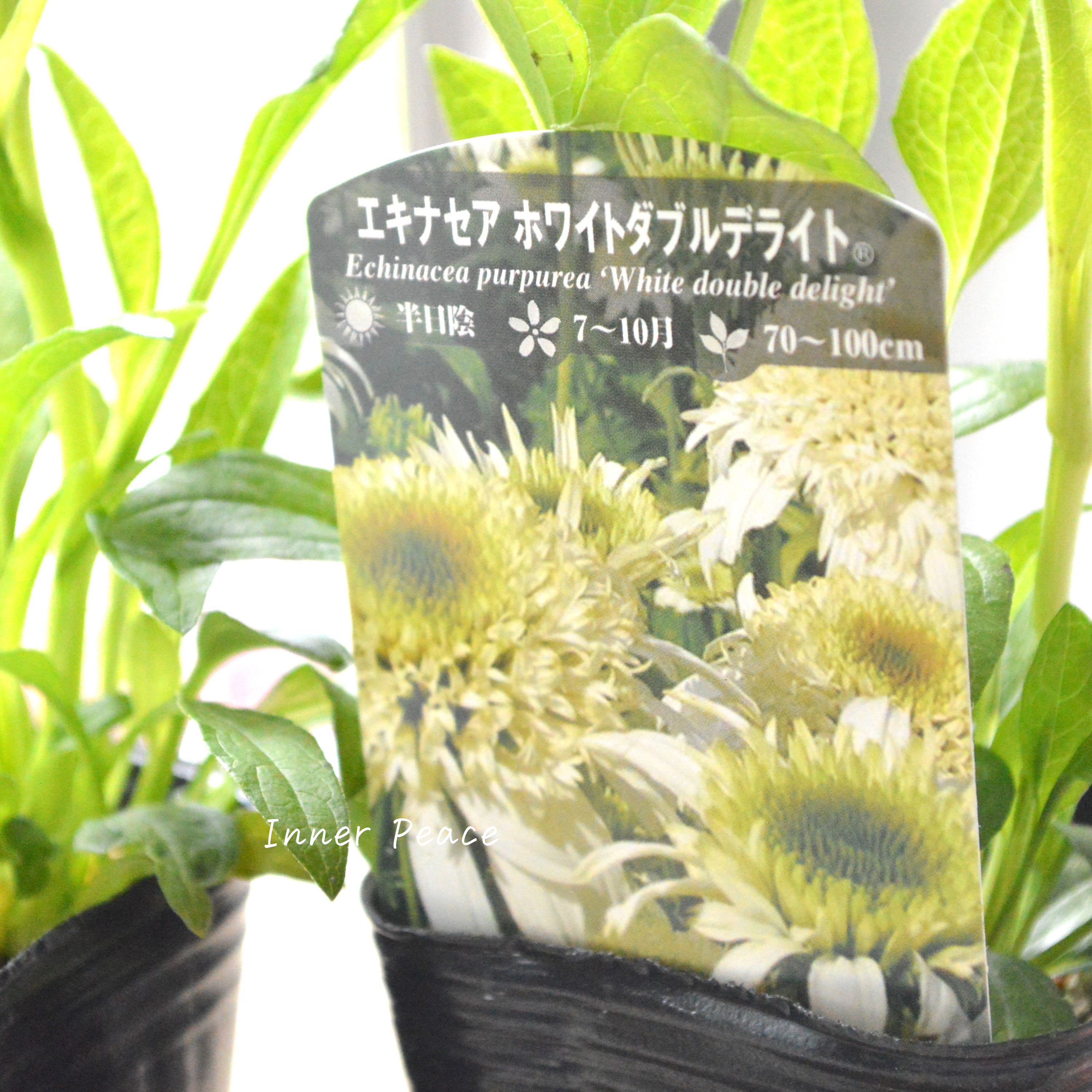 【暑さ寒さに強い】 エキナセア　『ホワイトダブルデライト』植え込み用　3寸POT