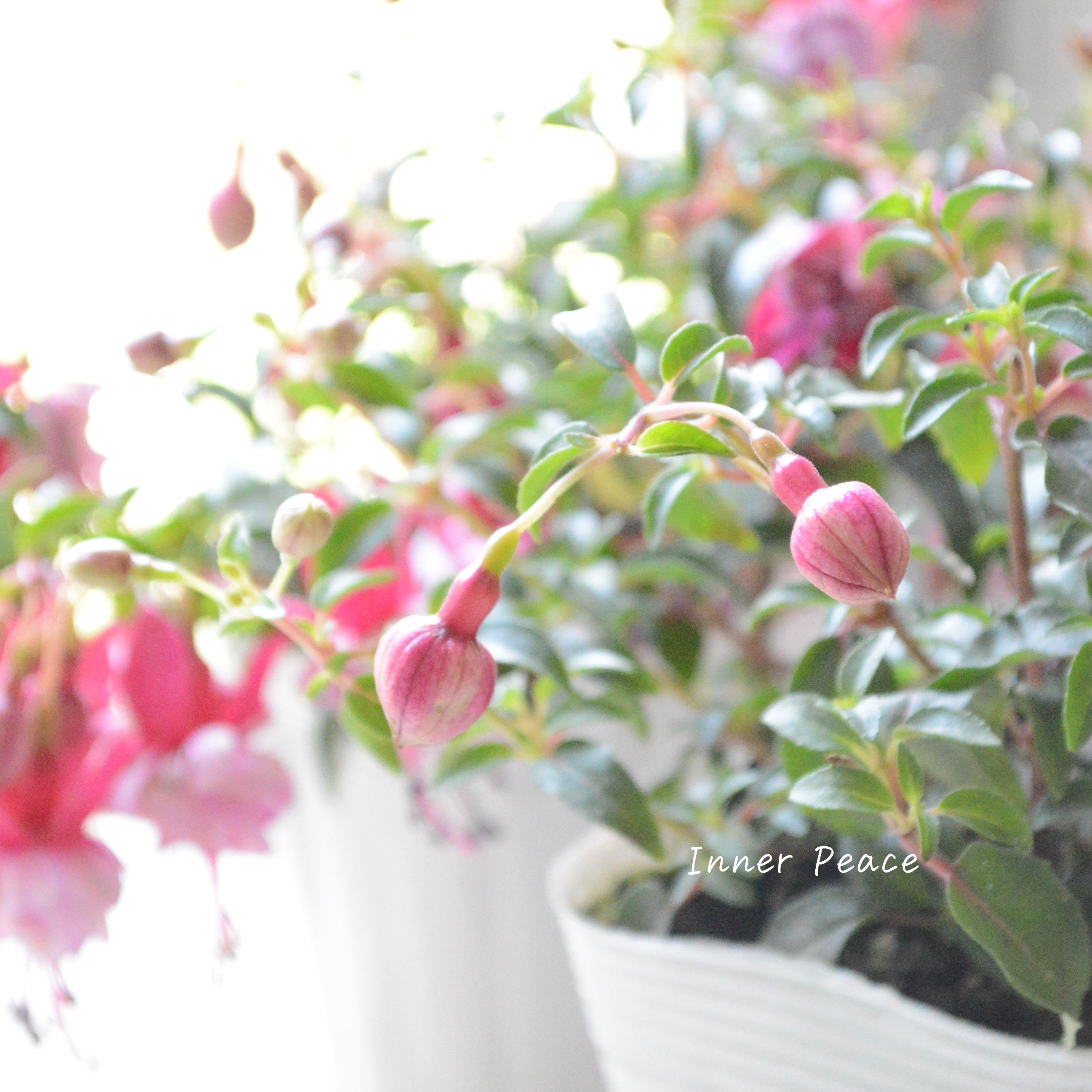 【大人かわいい】 フクシア 『ベラ・八重咲き　赤ピンク』　3.5寸POT