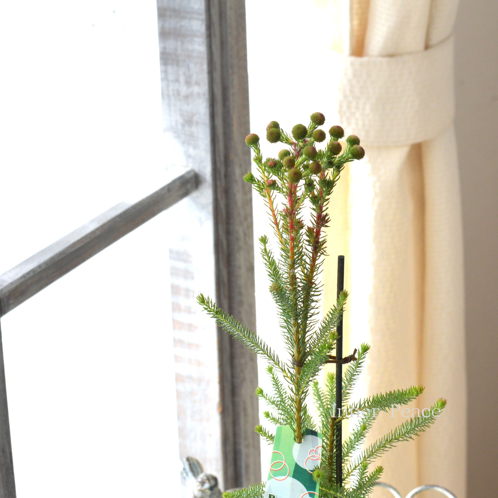 【個性的】 バーゼリア（ベルゼリア）　『グリーニッシュ』　      3寸POT